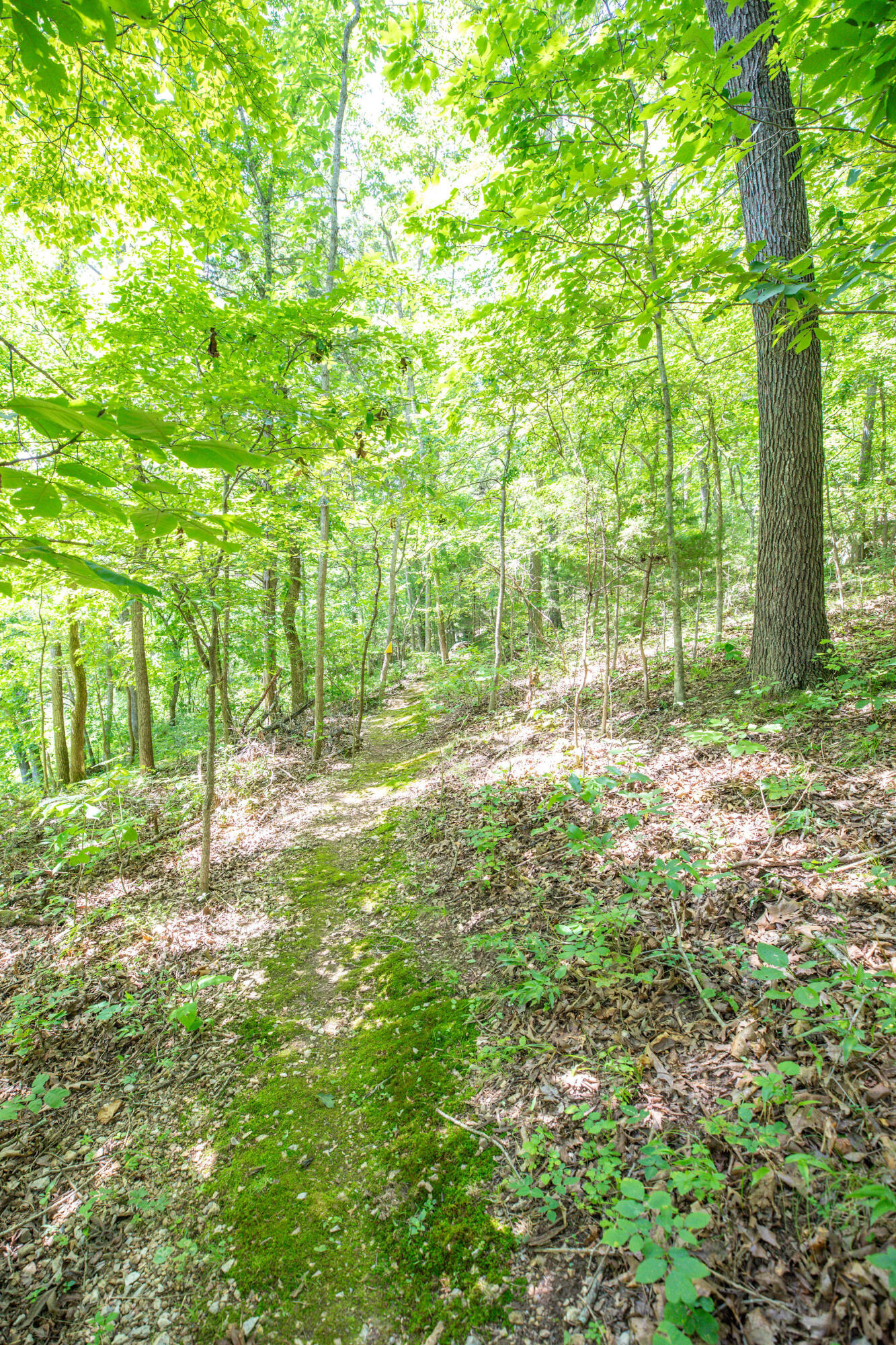 Photo 45 - Residential for sale – 3961  County Road 102   Eureka Springs, AR
