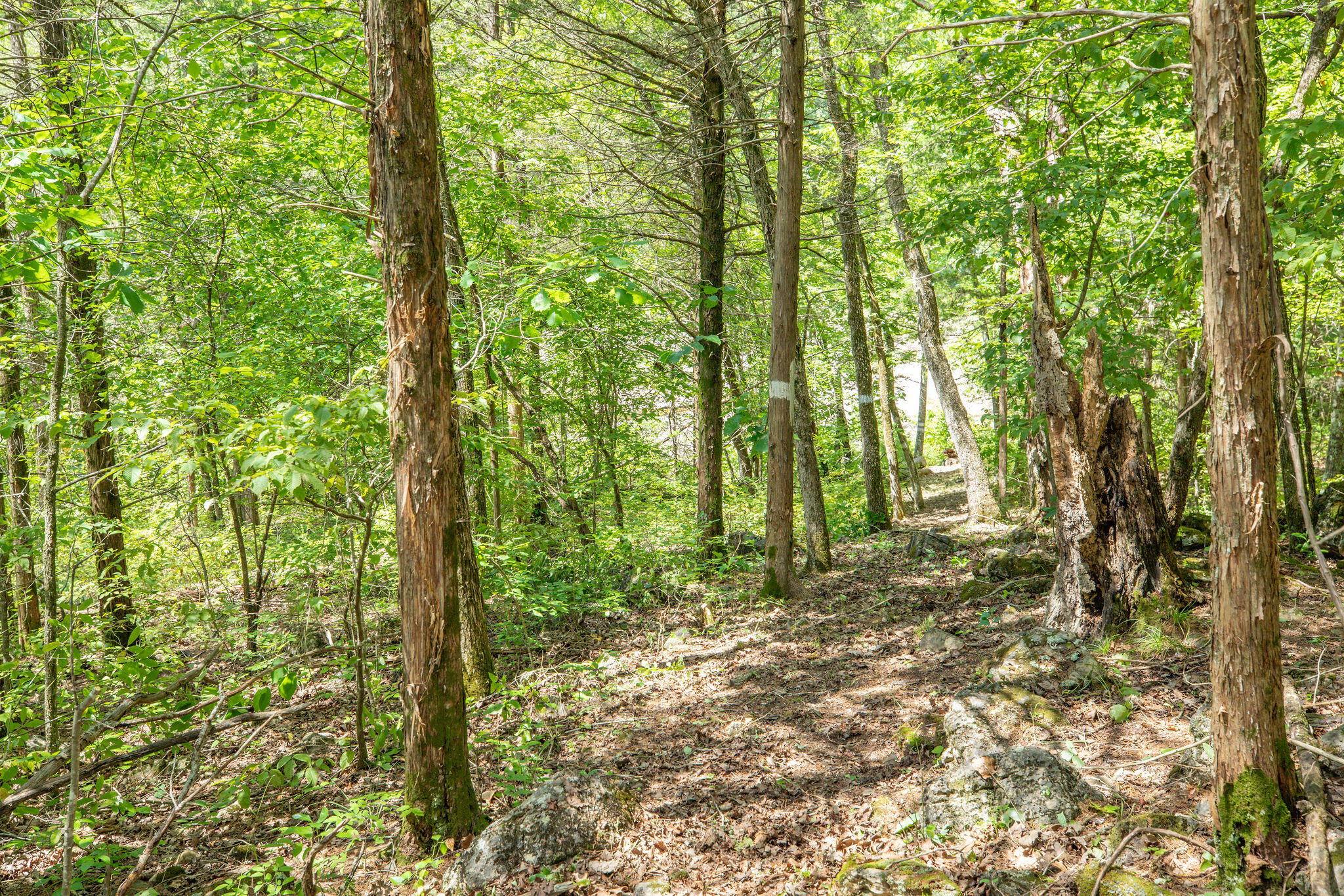 Photo 48 - Residential for sale – 3961  County Road 102   Eureka Springs, AR