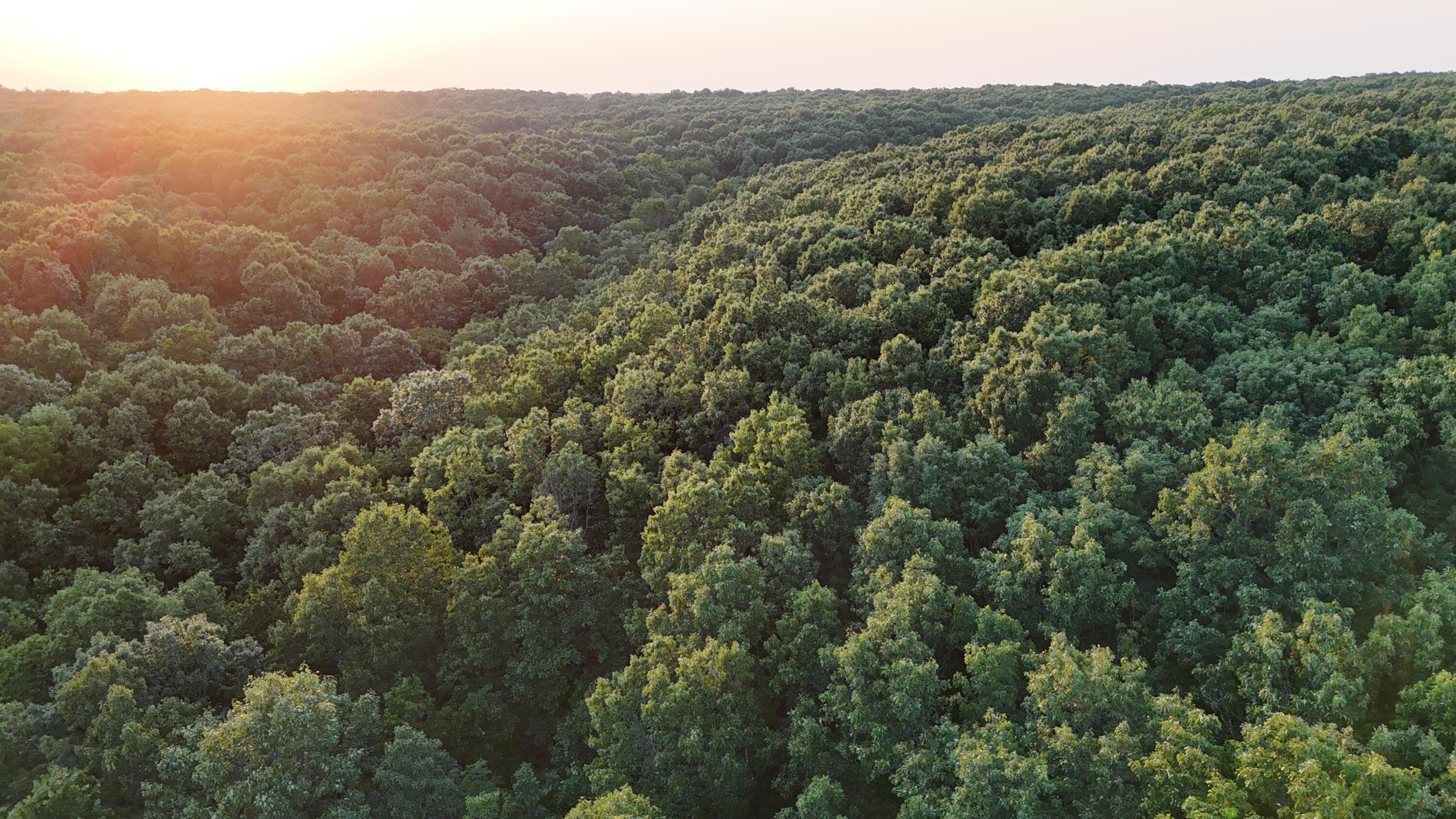 Photo 19 - Land for sale – 000  County Rd 2100   Mt Vernon, MO