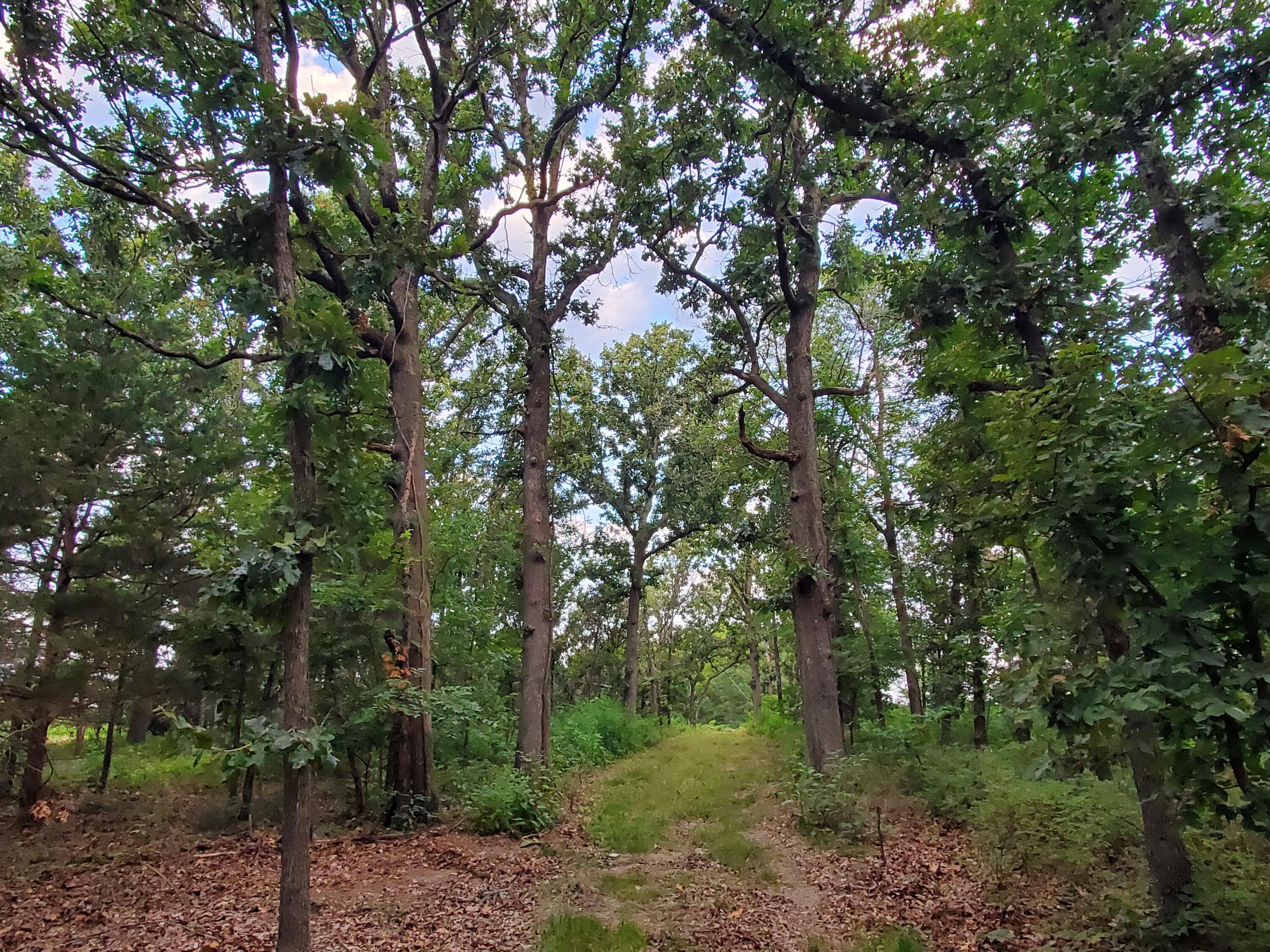 Photo 25 - Land for sale – 000  County Rd 2100   Mt Vernon, MO