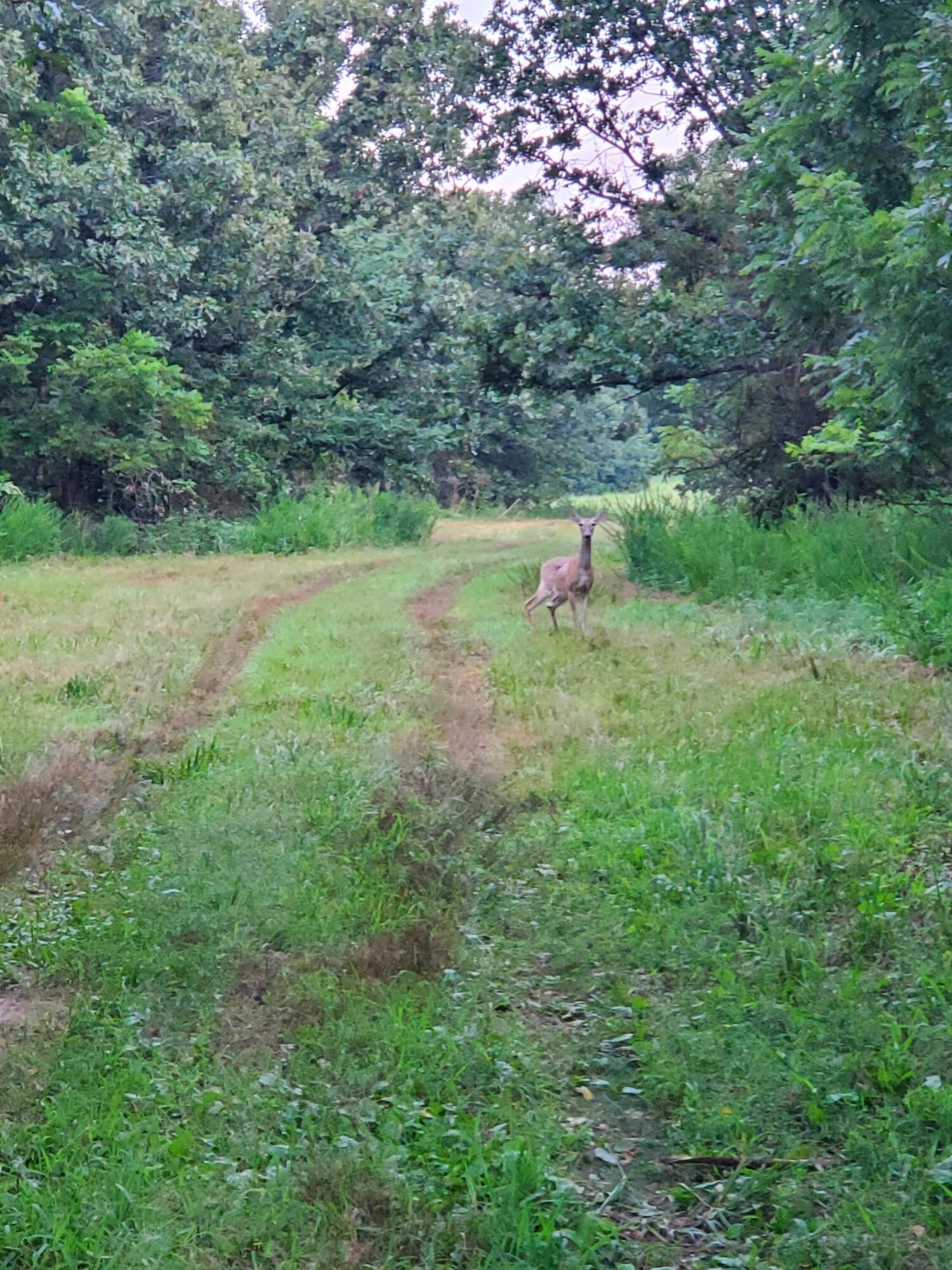 Photo 4 - Land for sale – 000  County Rd 2100   Mt Vernon, MO