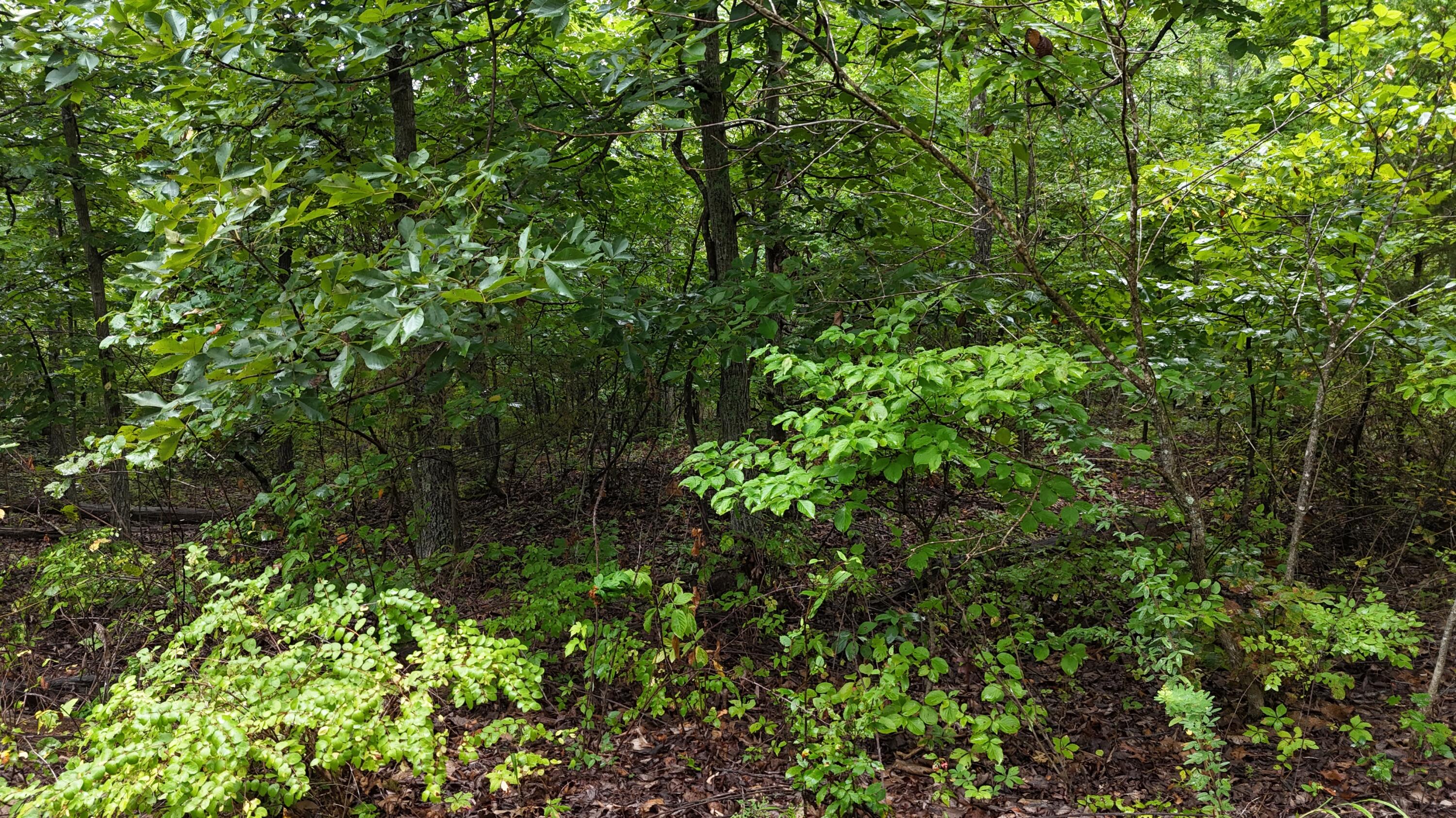 Photo 23 - Land for sale – 0000  County Road Jj-416   Ava, MO
