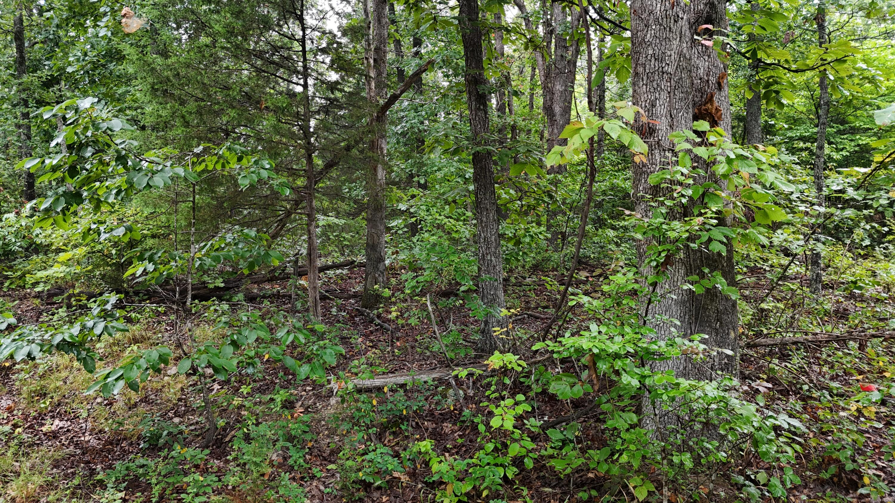 Photo 21 - Land for sale – 0000  County Road Jj-416   Ava, MO