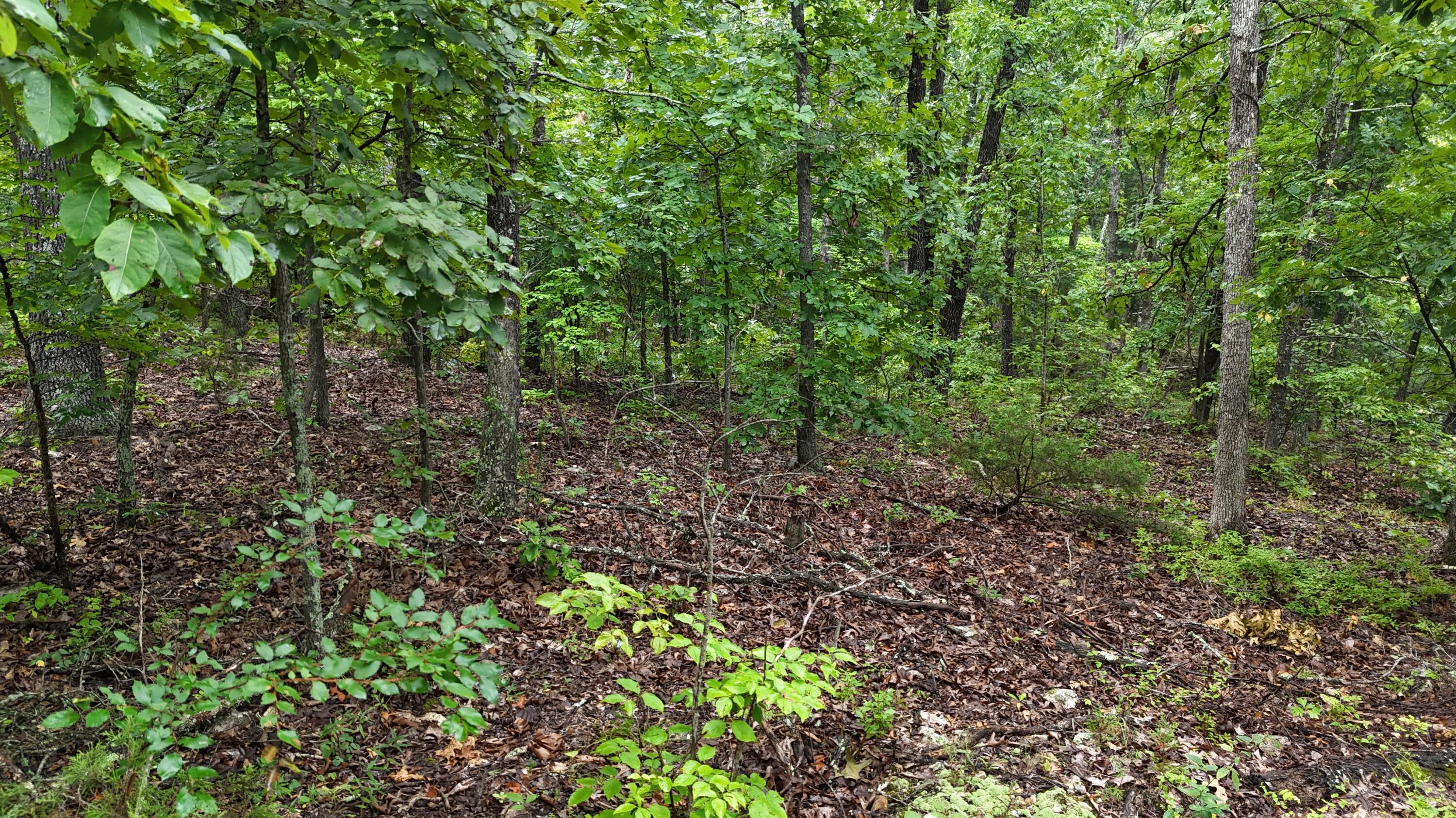 Photo 33 - Land for sale – 0000  County Road Jj-416   Ava, MO