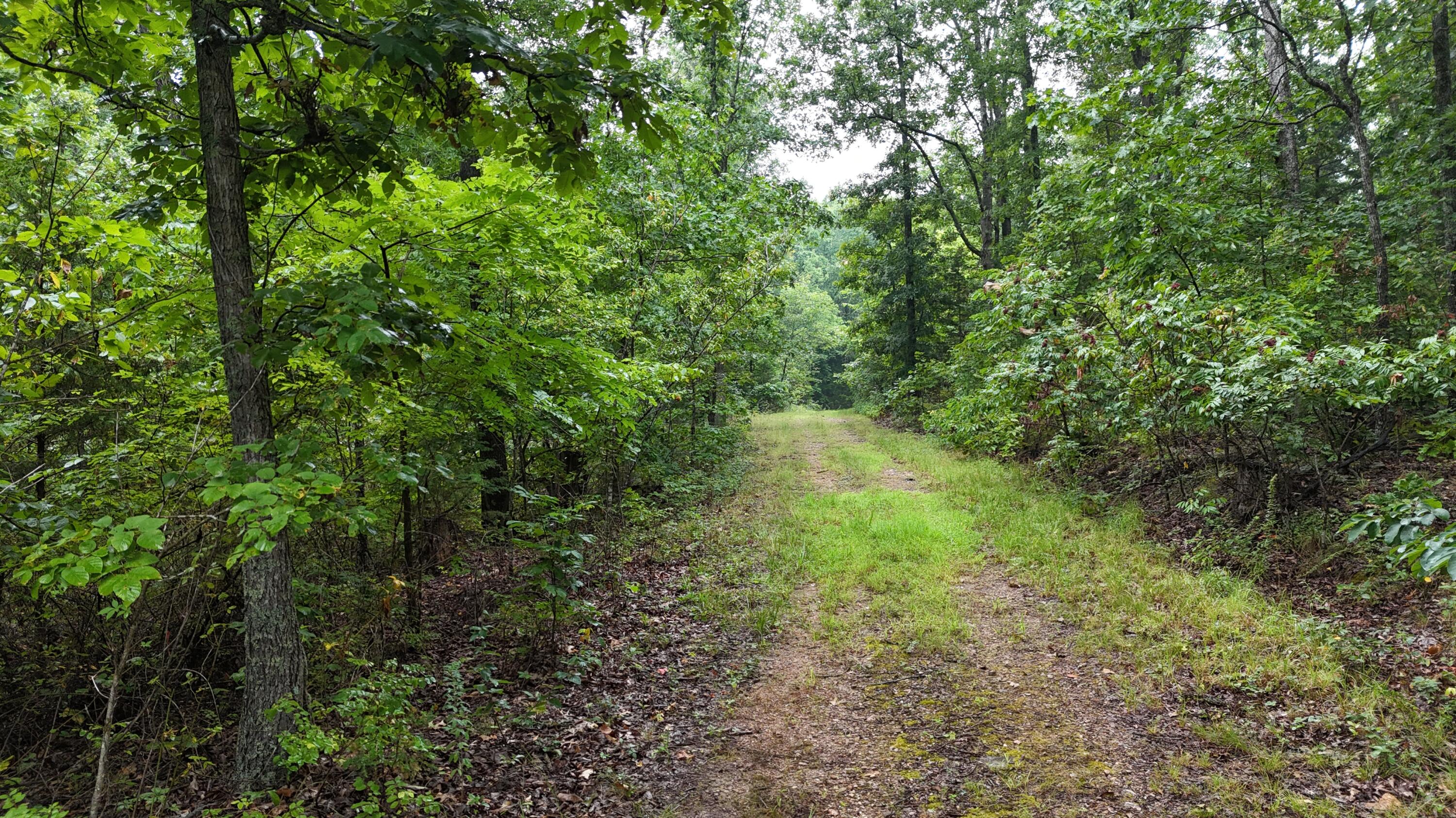 Photo 22 - Land for sale – 0000  County Road Jj-416   Ava, MO