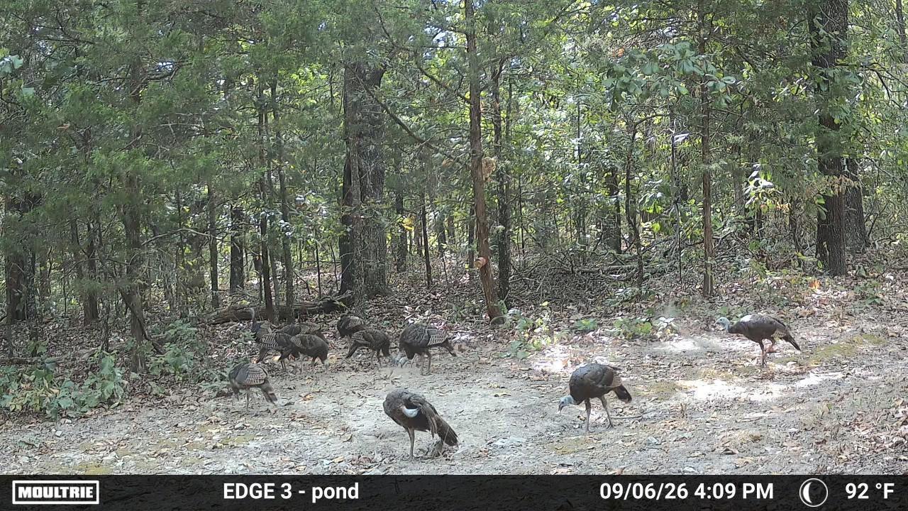 Photo 3 - Land for sale – 0000  County Road Jj-416   Ava, MO