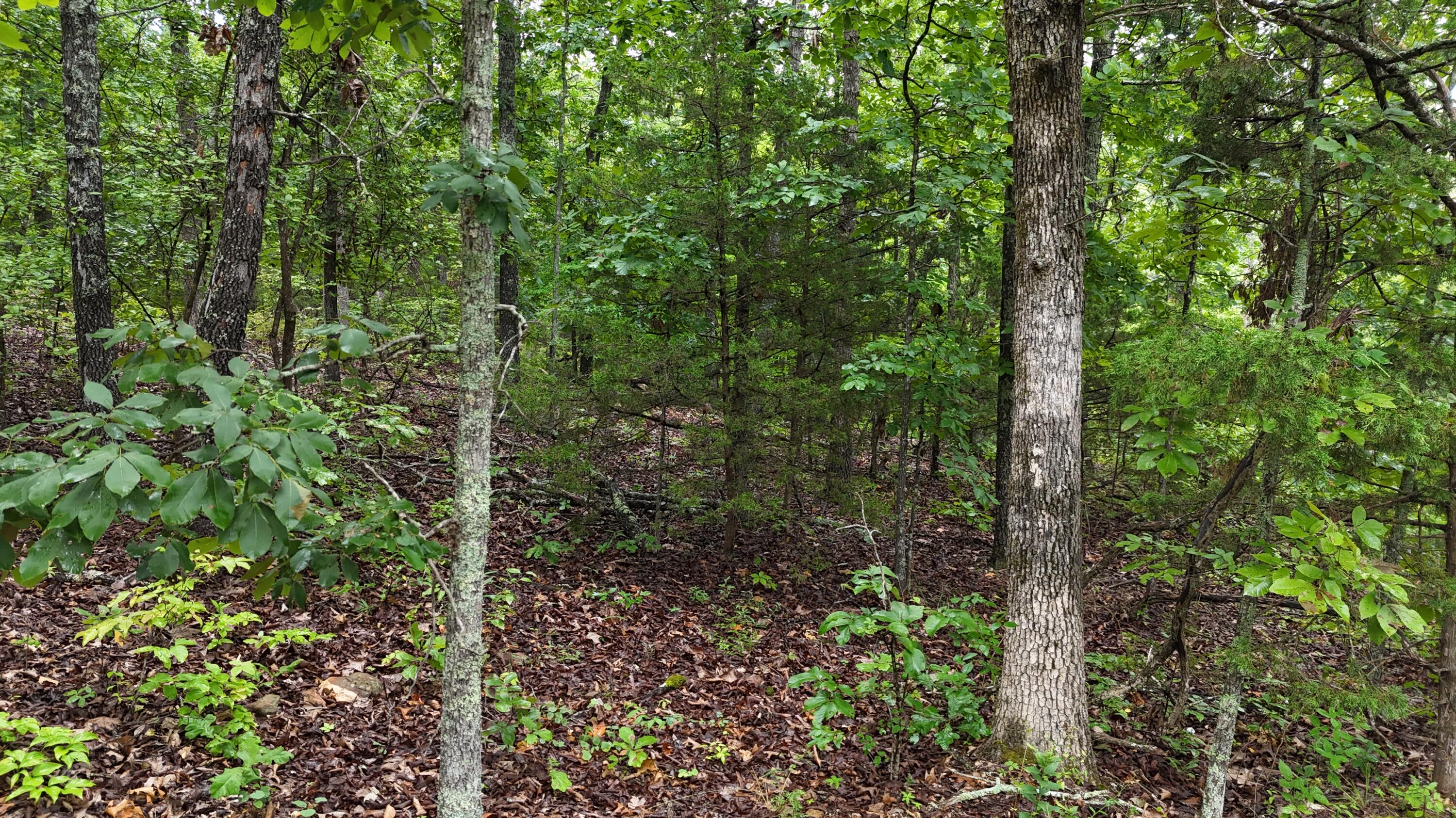 Photo 9 - Land for sale – 0000  County Road Jj-416   Ava, MO