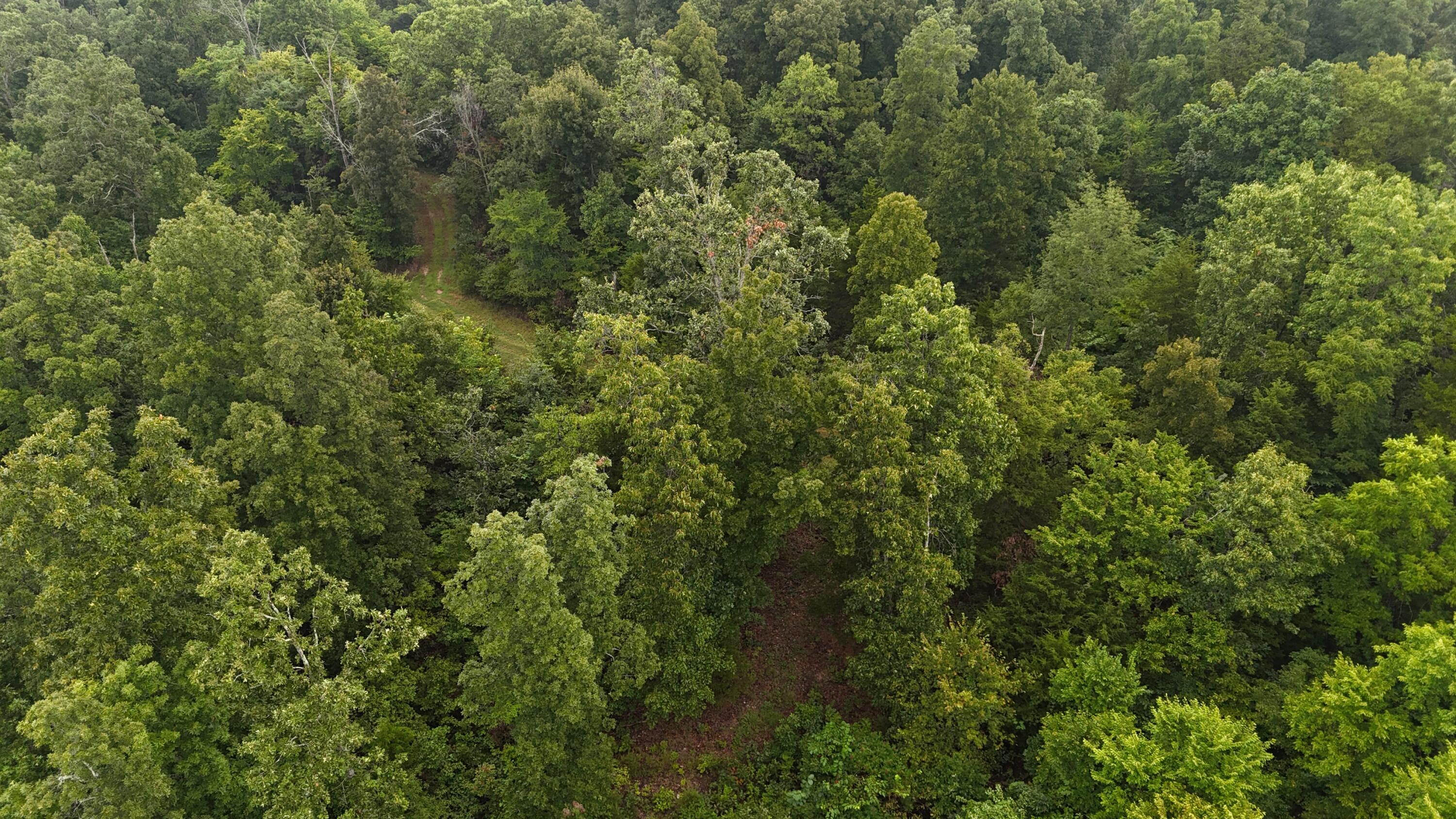 Photo 12 - Land for sale – 0000  County Road Jj-416   Ava, MO
