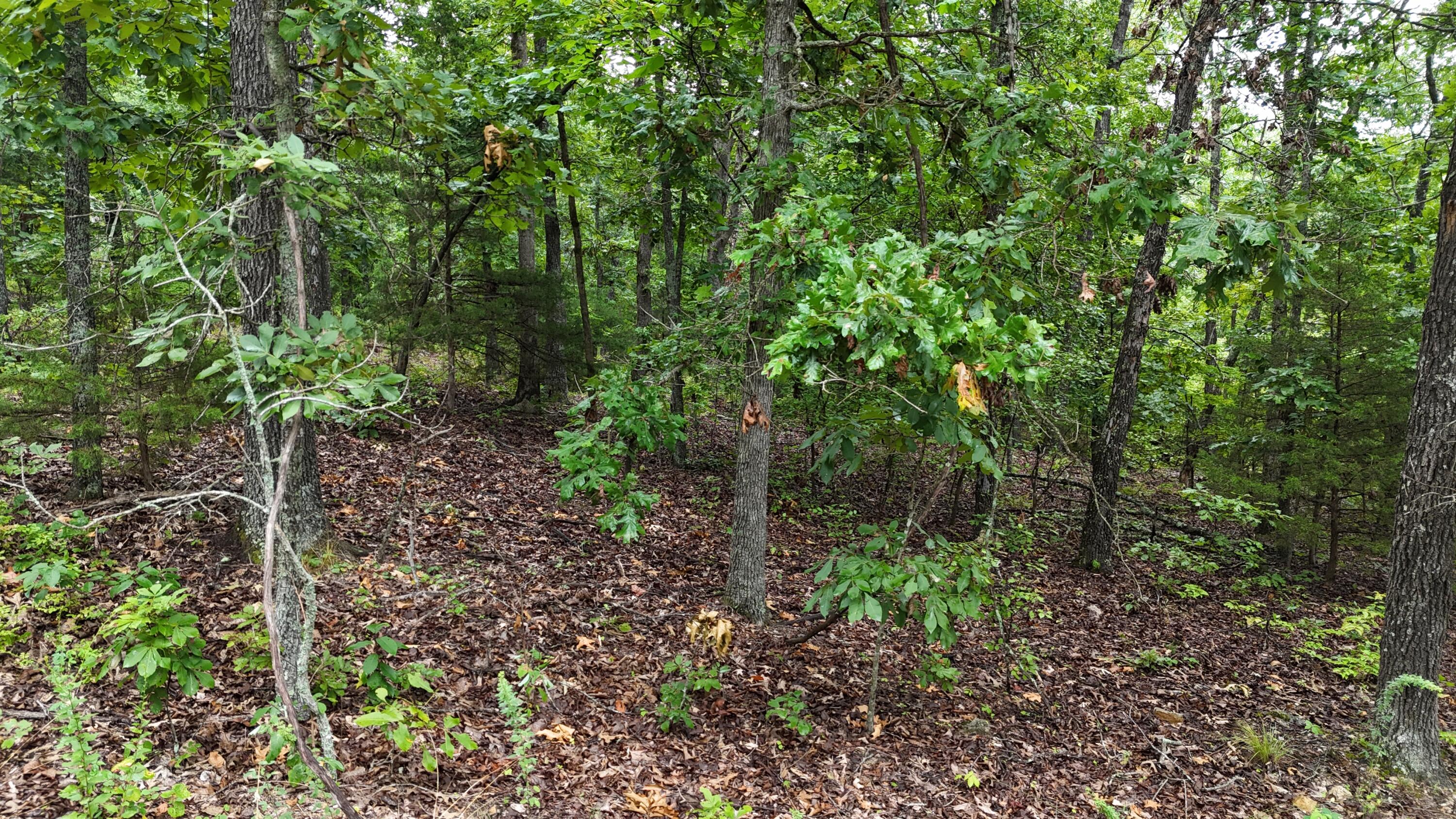Photo 31 - Land for sale – 0000  County Road Jj-416   Ava, MO