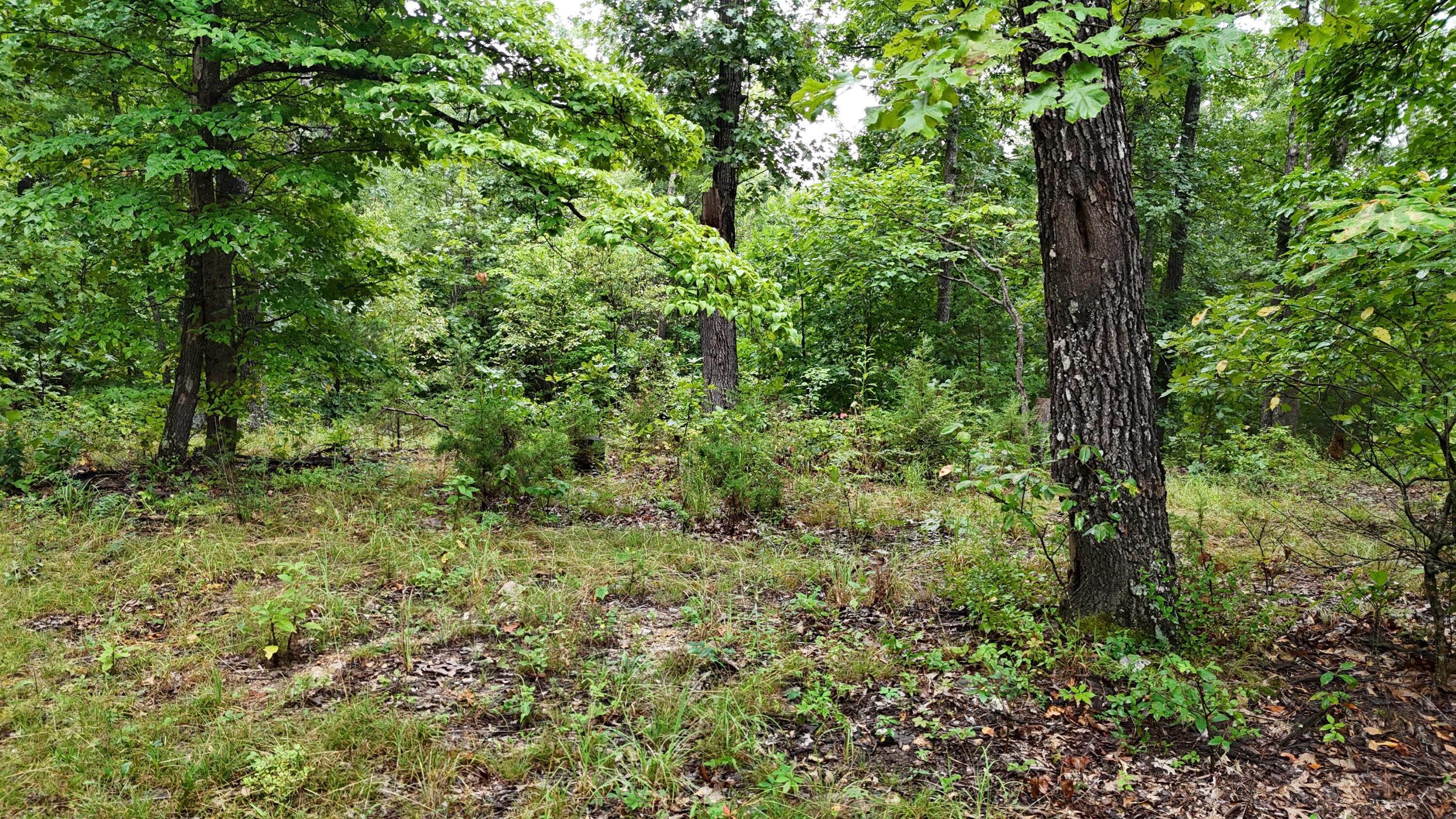 Photo 19 - Land for sale – 0000  County Road Jj-416   Ava, MO