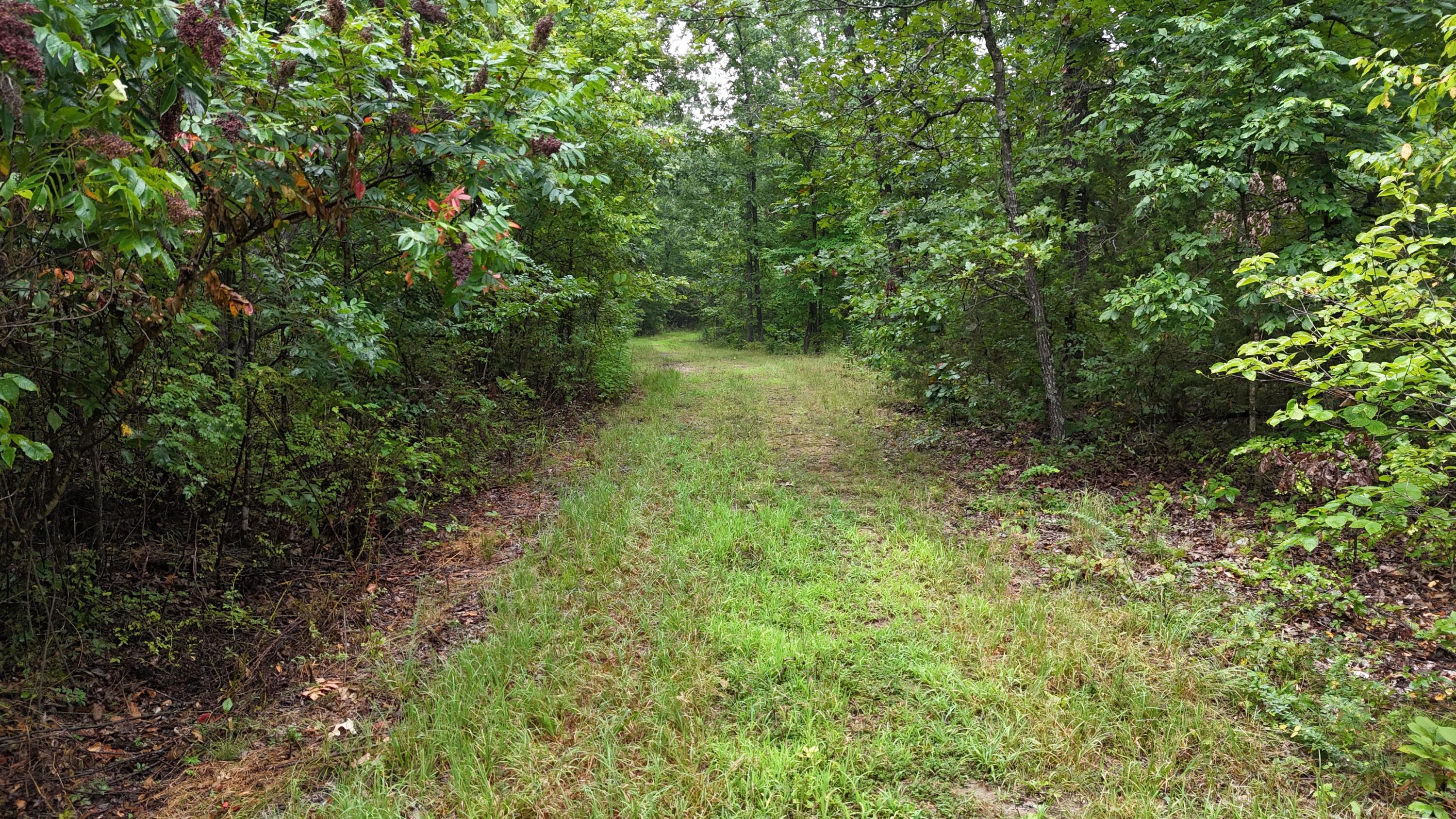 Photo 10 - Land for sale – 0000  County Road Jj-416   Ava, MO
