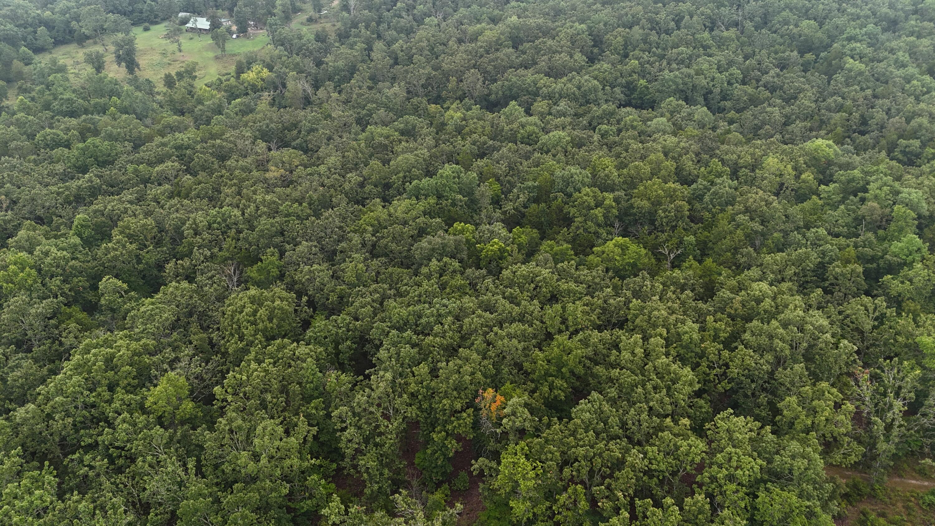 Photo 16 - Land for sale – 0000  County Road Jj-416   Ava, MO