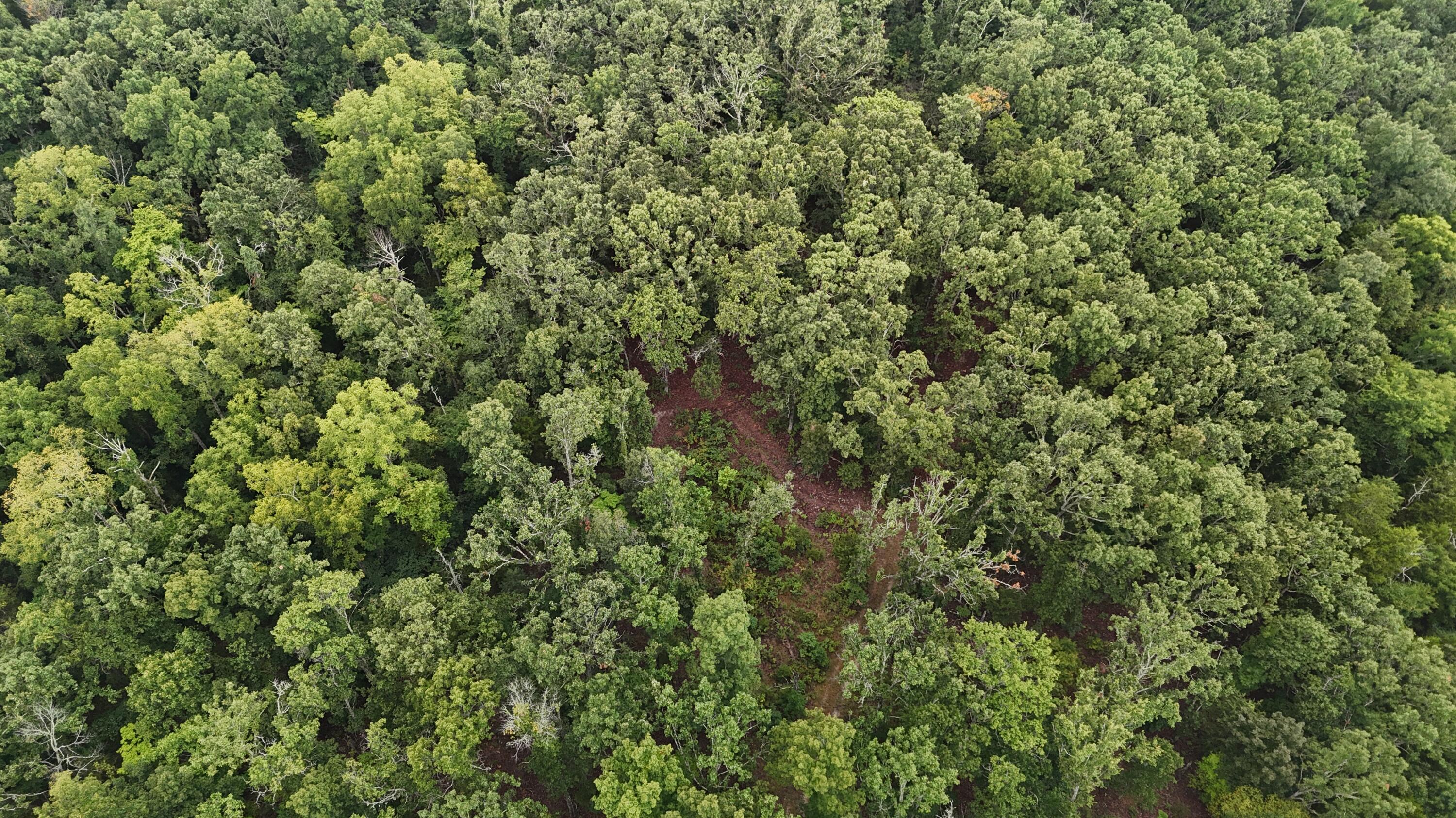 Photo 15 - Land for sale – 0000  County Road Jj-416   Ava, MO