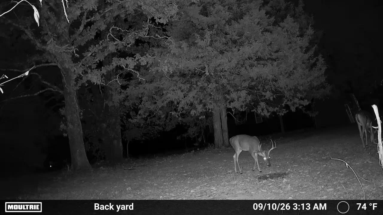 Photo 2 - Land for sale – 0000  County Road Jj-416   Ava, MO