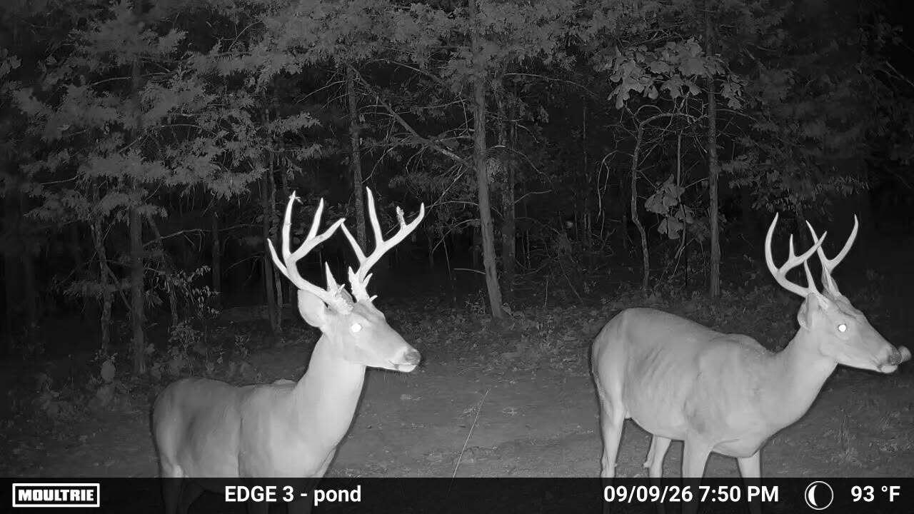 Photo 4 - Land for sale – 0000  County Road Jj-416   Ava, MO