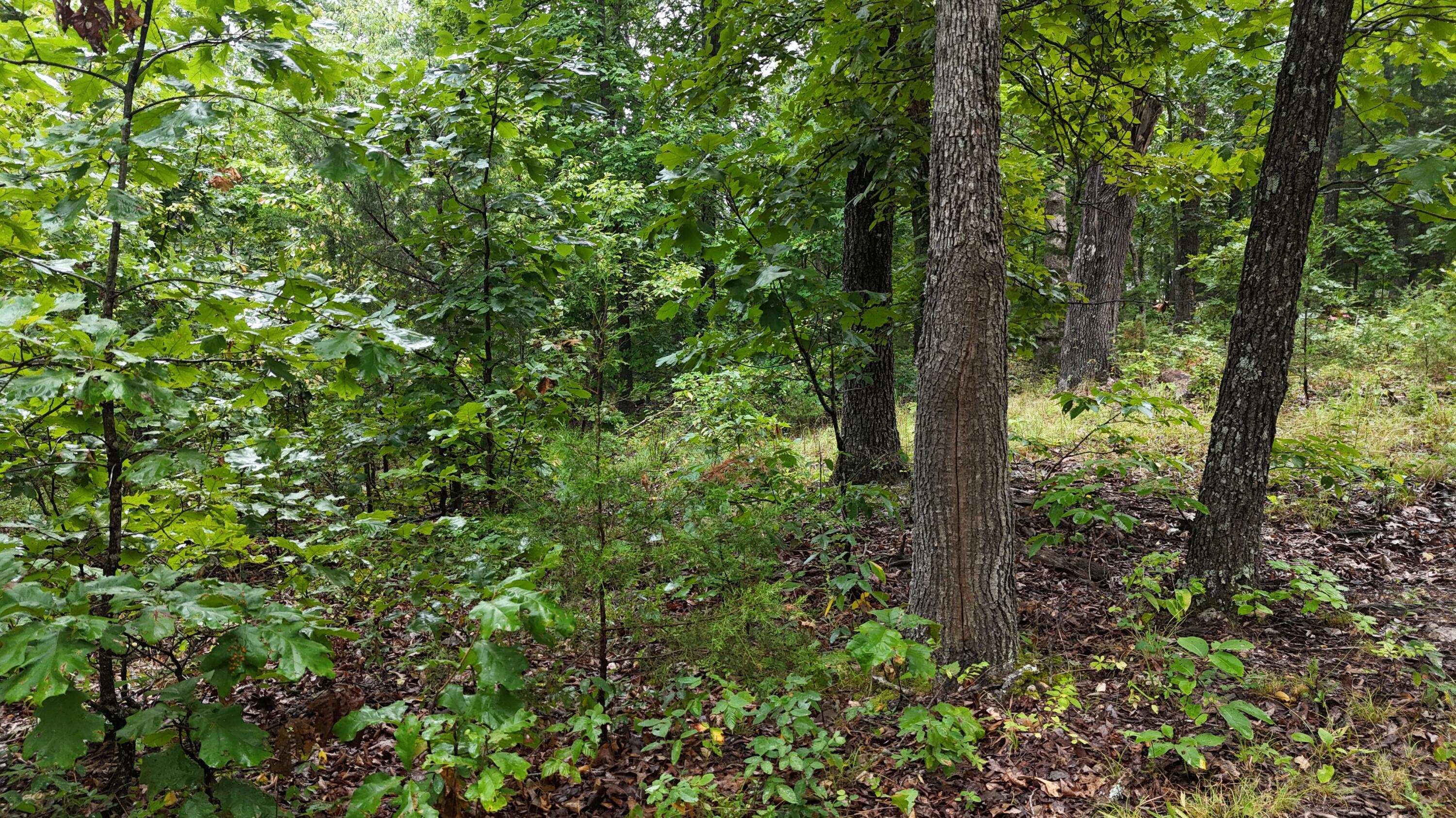 Photo 25 - Land for sale – 0000  County Road Jj-416   Ava, MO
