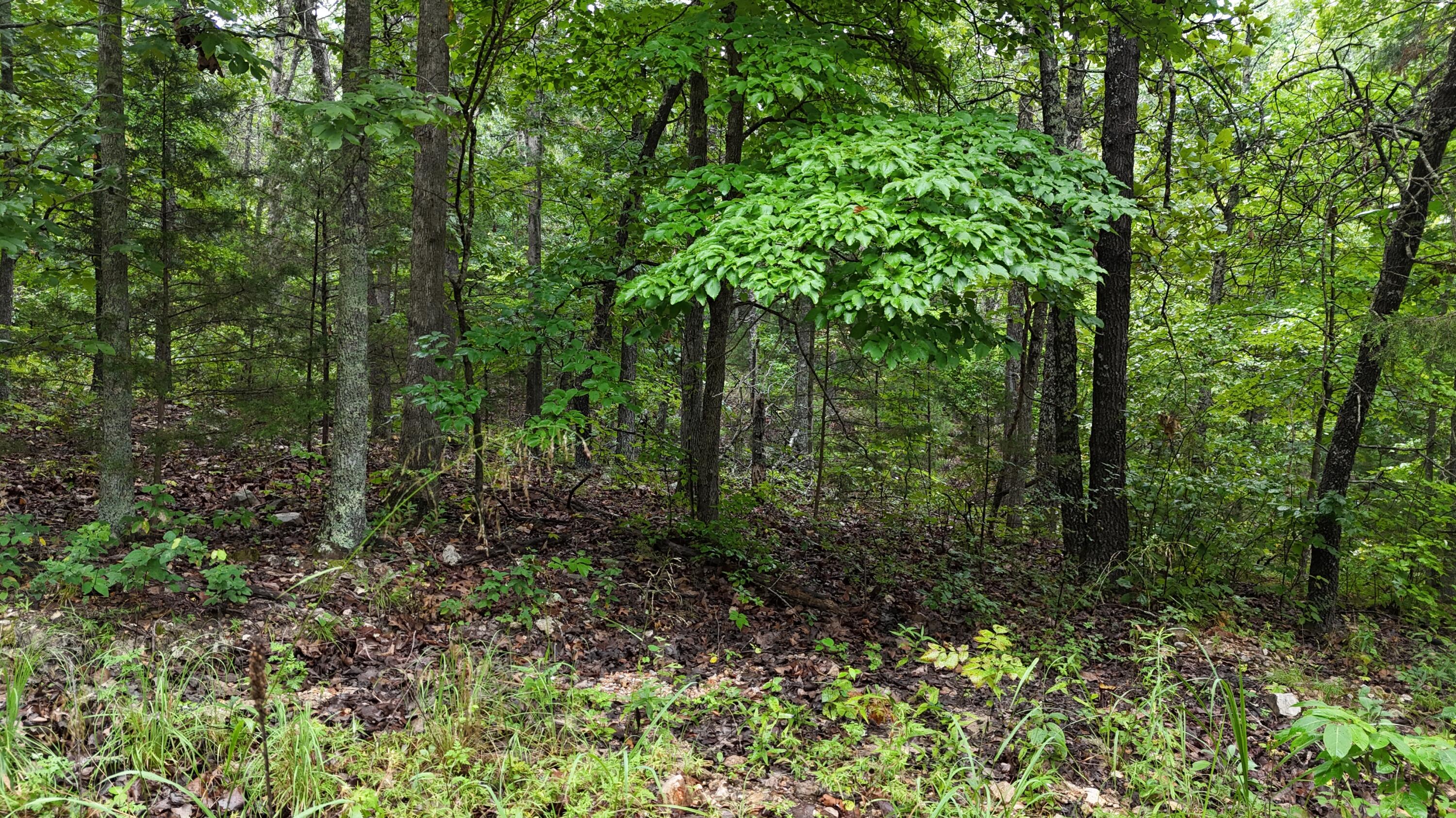 Photo 18 - Land for sale – 0000  County Road Jj-416   Ava, MO