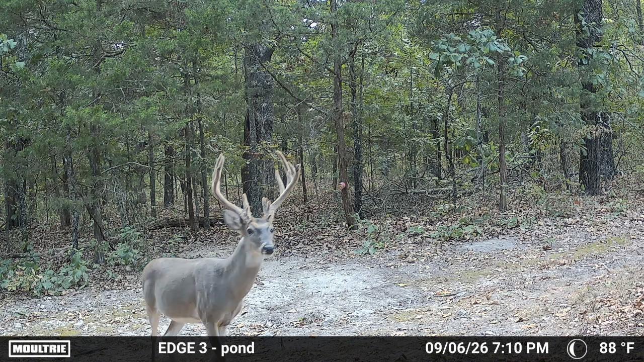 Photo 5 - Land for sale – 0000  County Road Jj-416   Ava, MO