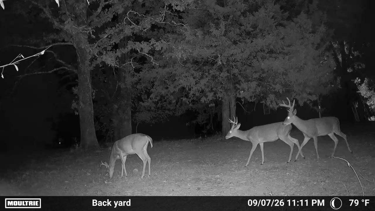 Land for sale – 0000  County Road Jj-416   Ava, MO