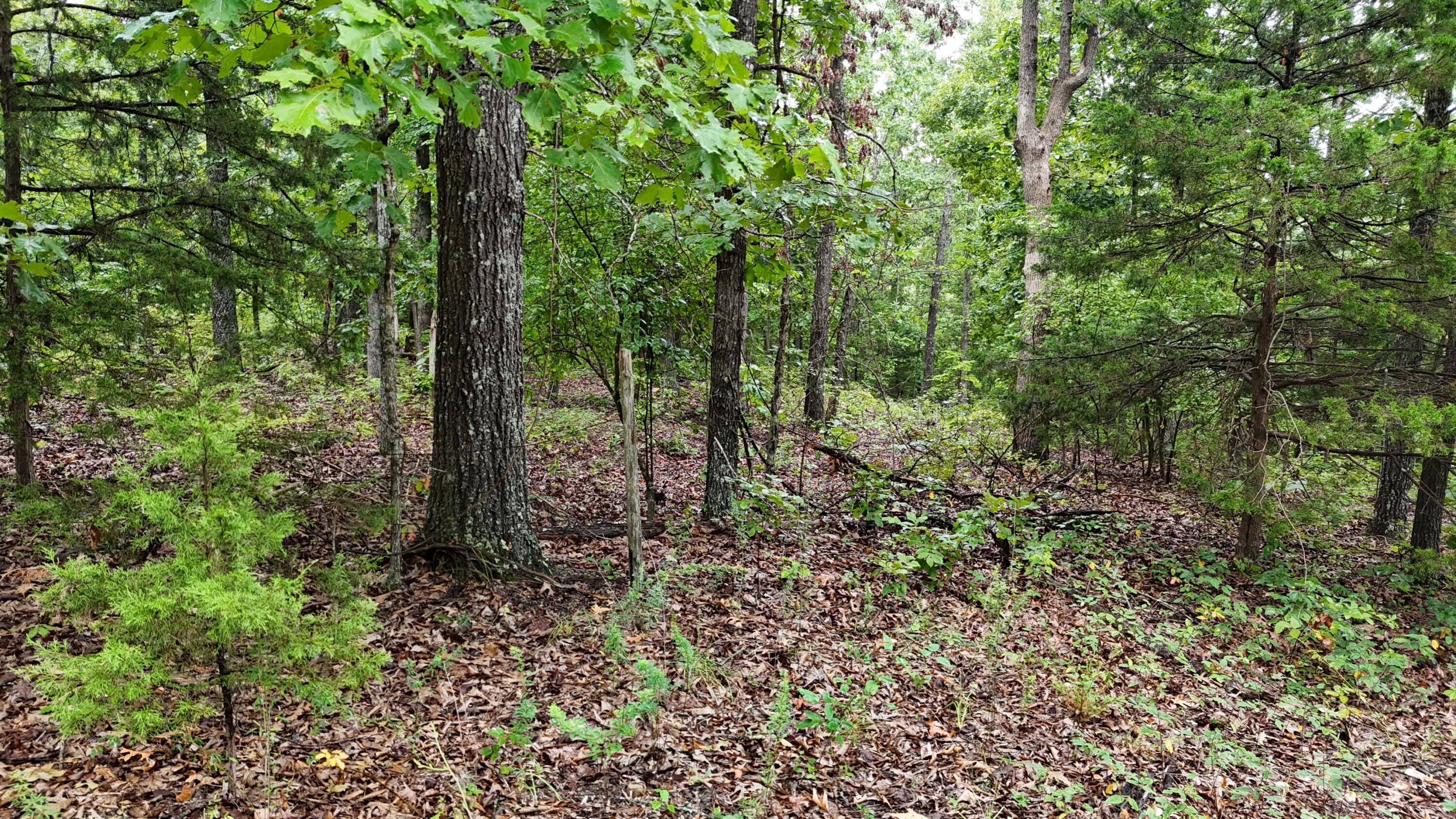 Photo 7 - Land for sale – 0000  County Road Jj-416   Ava, MO