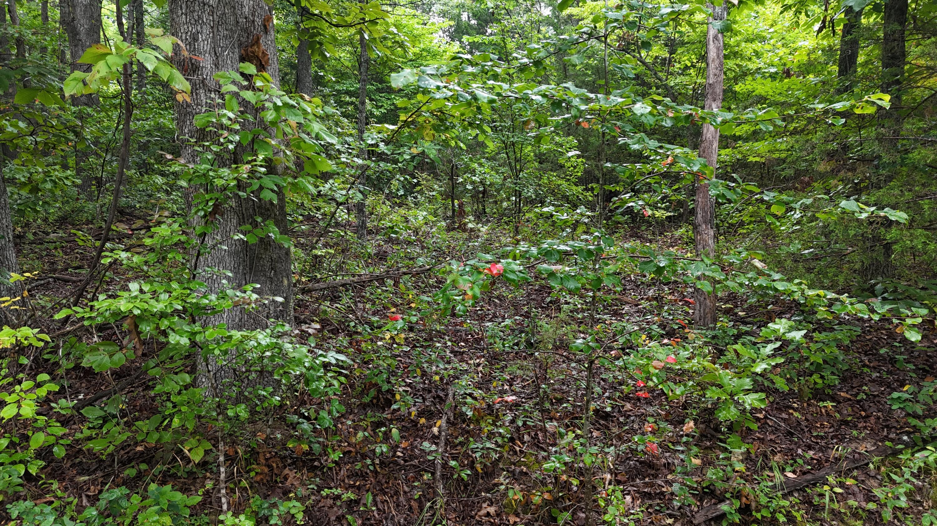 Photo 20 - Land for sale – 0000  County Road Jj-416   Ava, MO