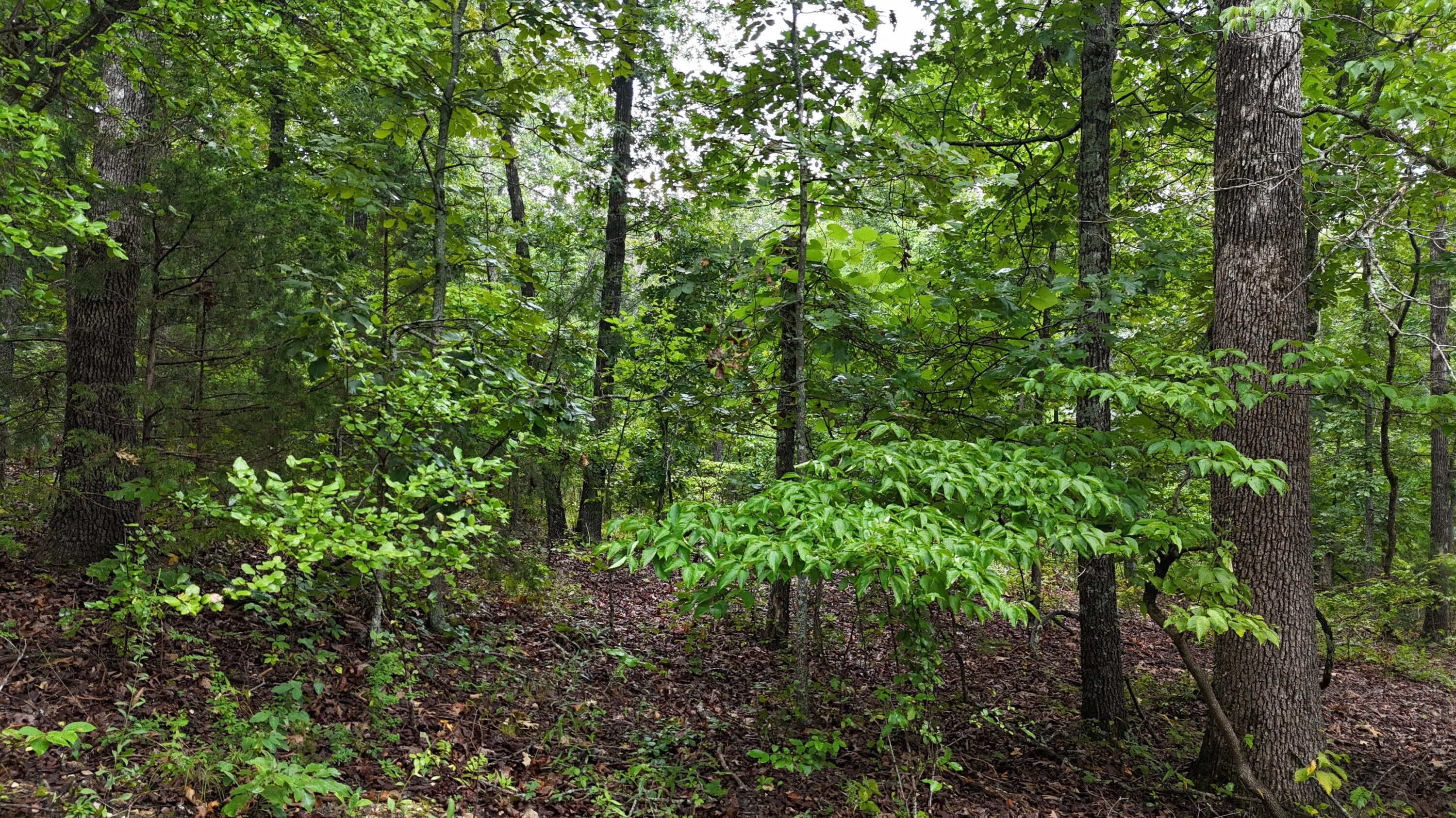 Photo 32 - Land for sale – 0000  County Road Jj-416   Ava, MO