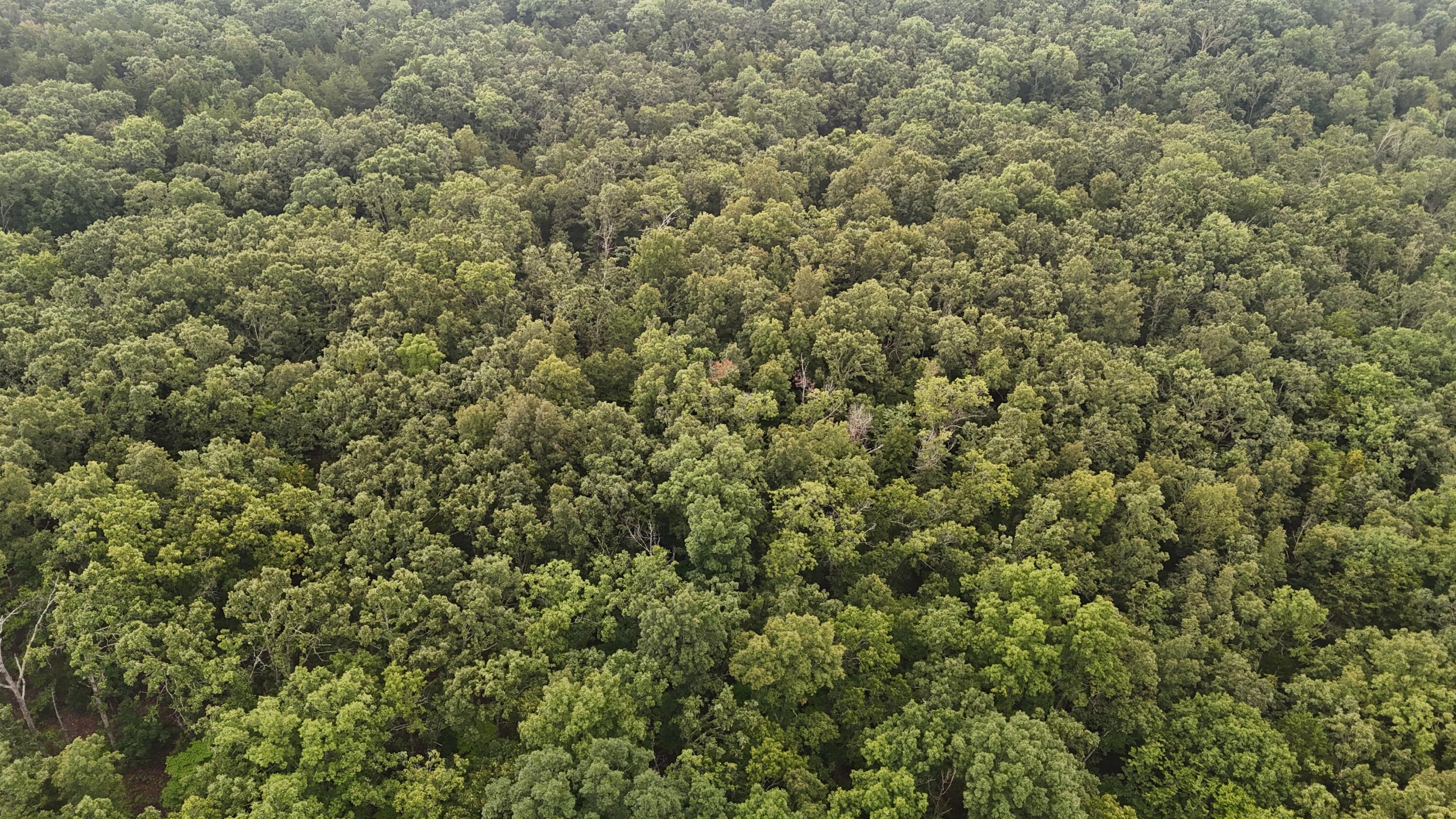 Photo 28 - Land for sale – 0000  County Road Jj-416   Ava, MO