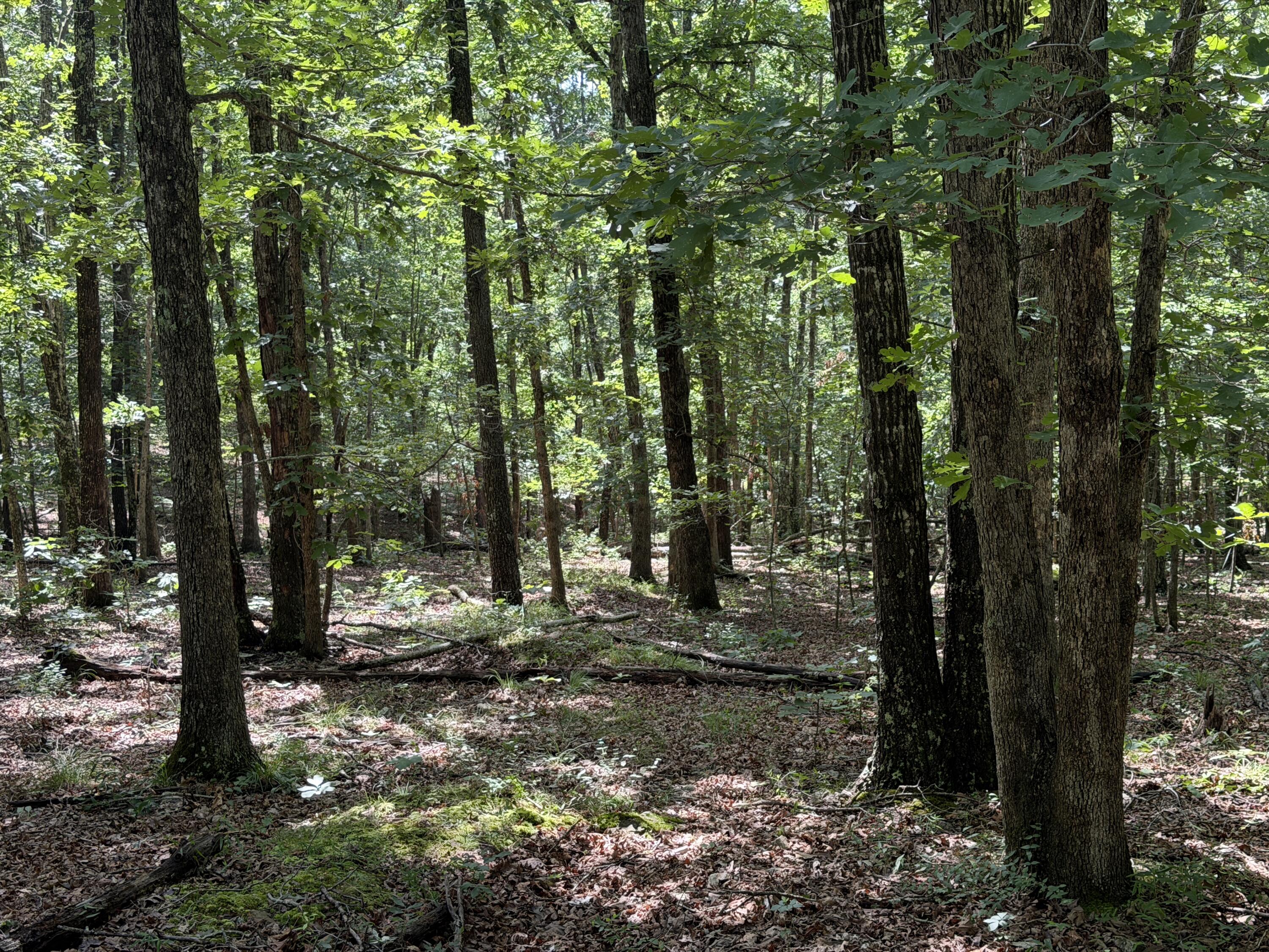 Photo 12 - Land for sale – 000  Golden   Raymondville, MO