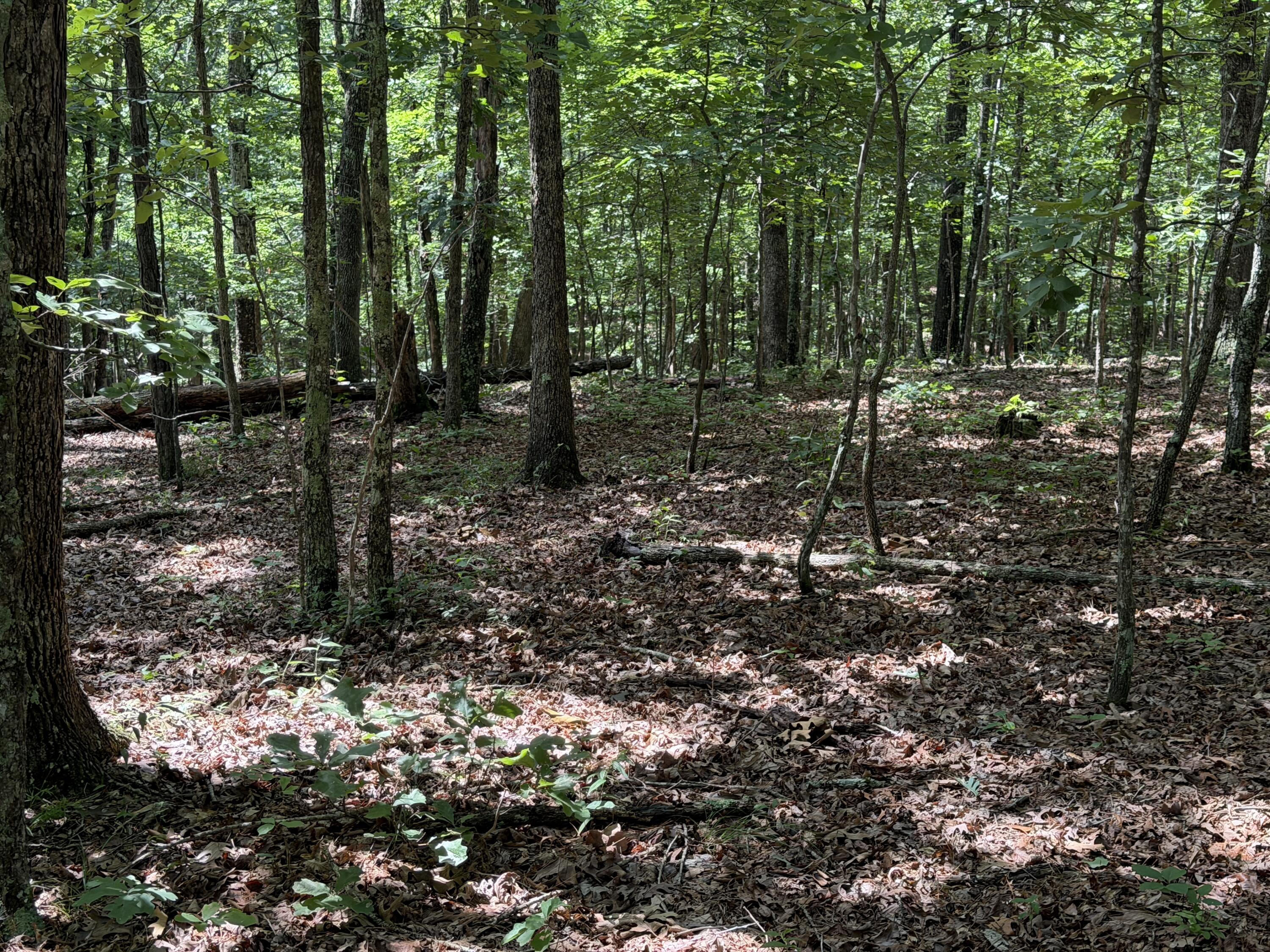 Photo 11 - Land for sale – 000  Golden   Raymondville, MO
