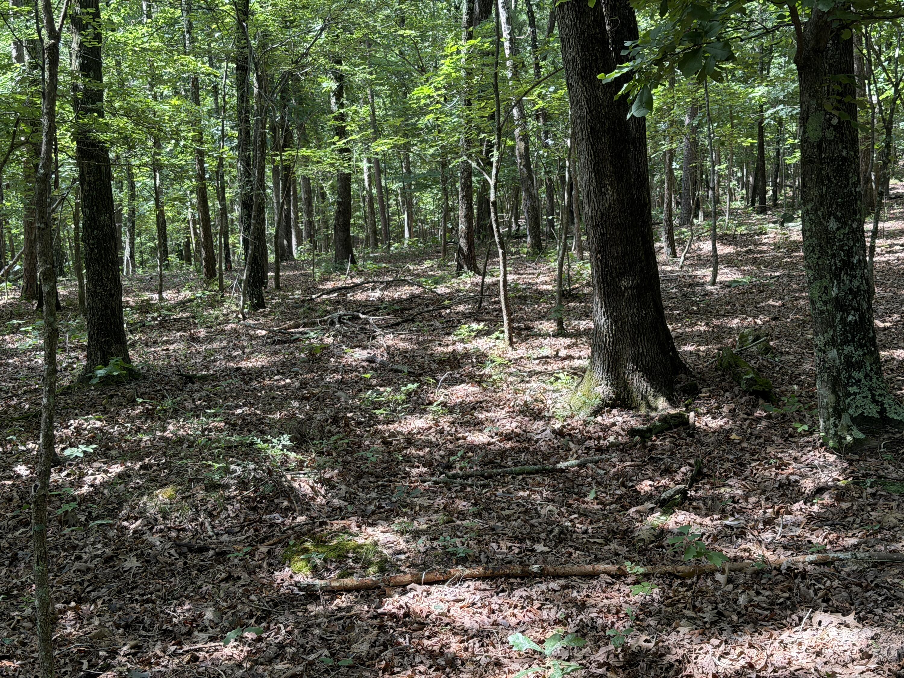 Photo 10 - Land for sale – 000  Golden   Raymondville, MO