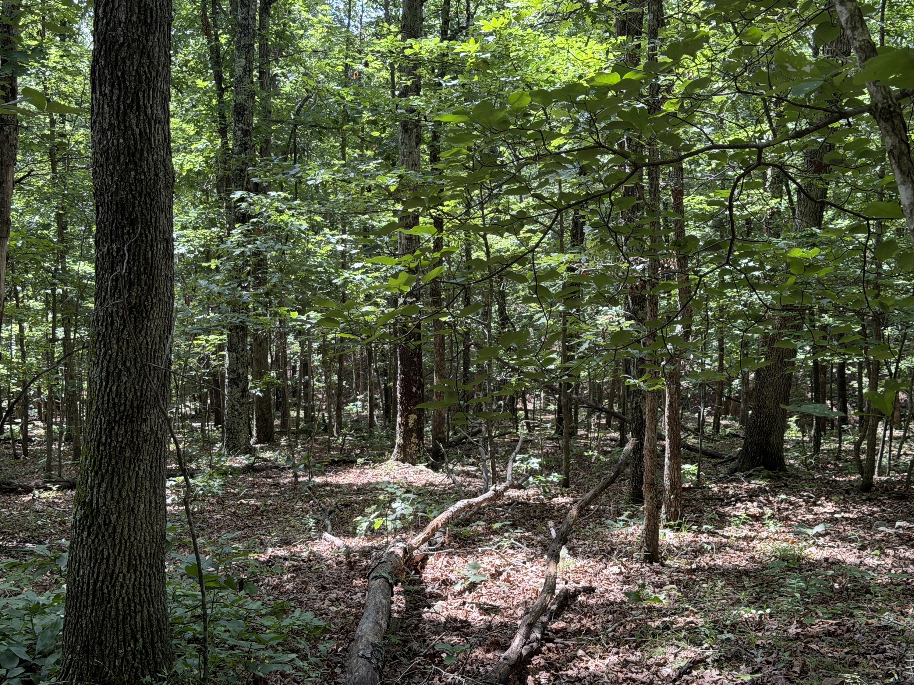 Photo 13 - Land for sale – 000  Golden   Raymondville, MO