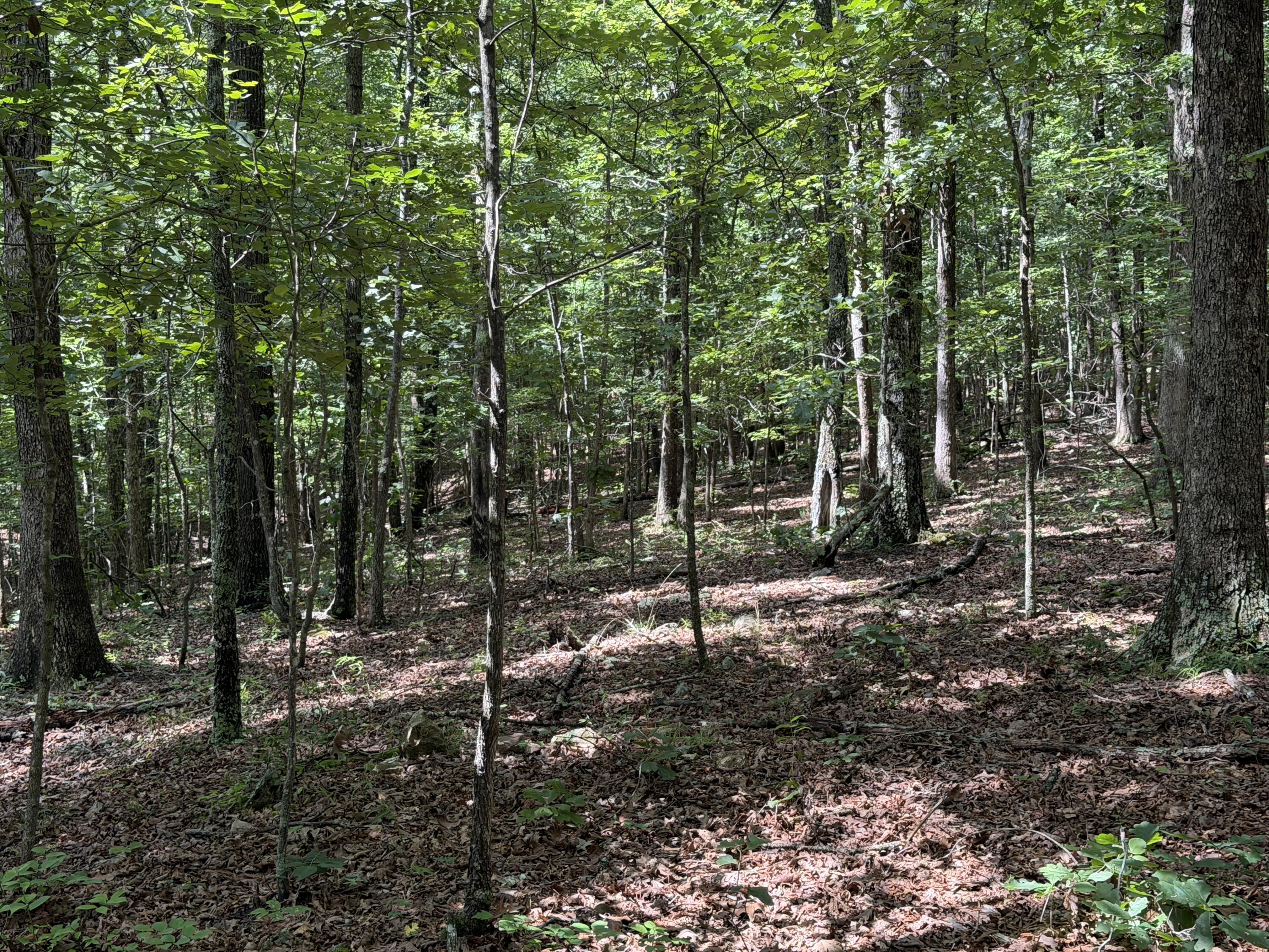 Photo 15 - Land for sale – 000  Golden   Raymondville, MO