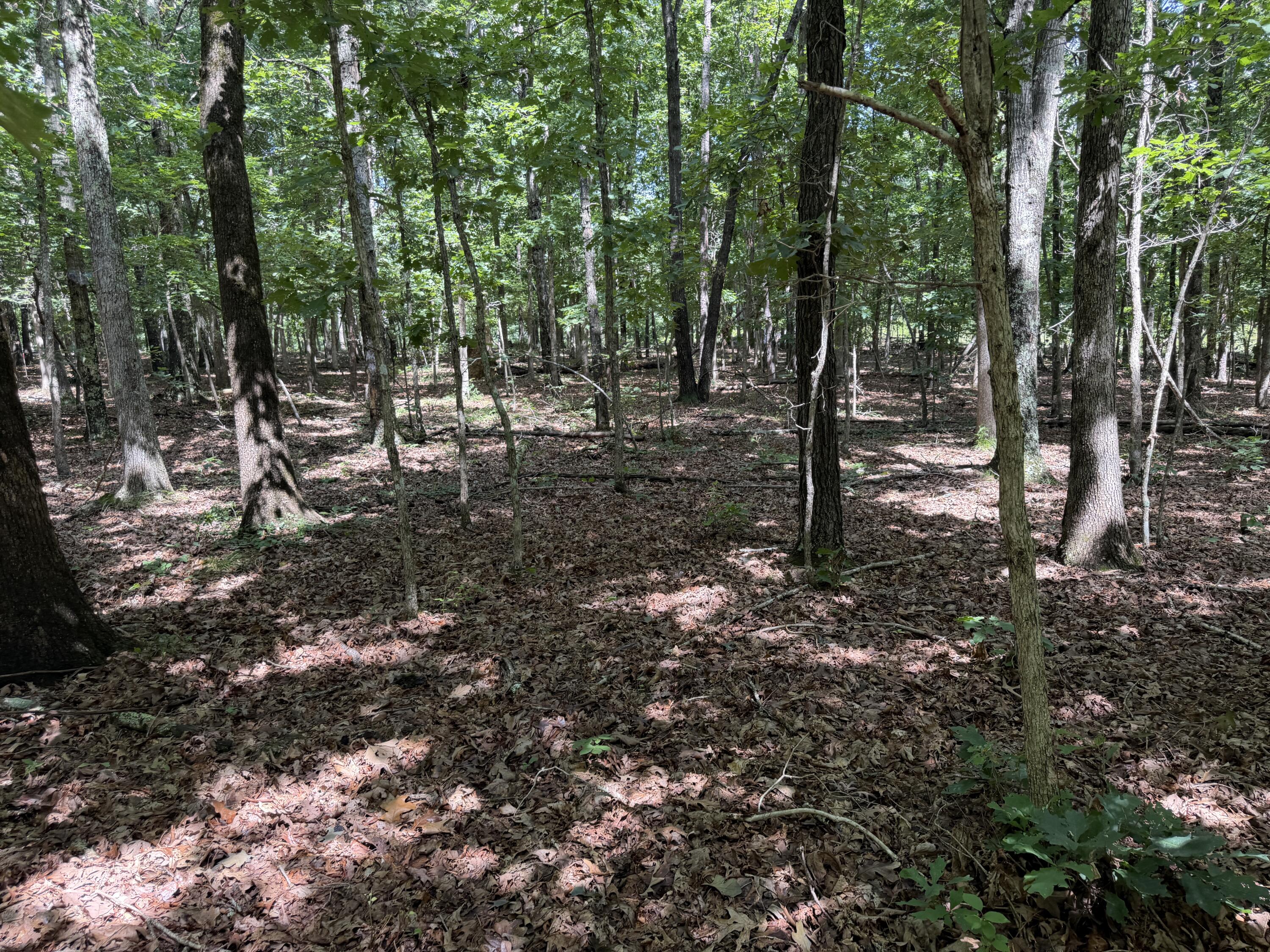 Photo 16 - Land for sale – 000  Golden   Raymondville, MO