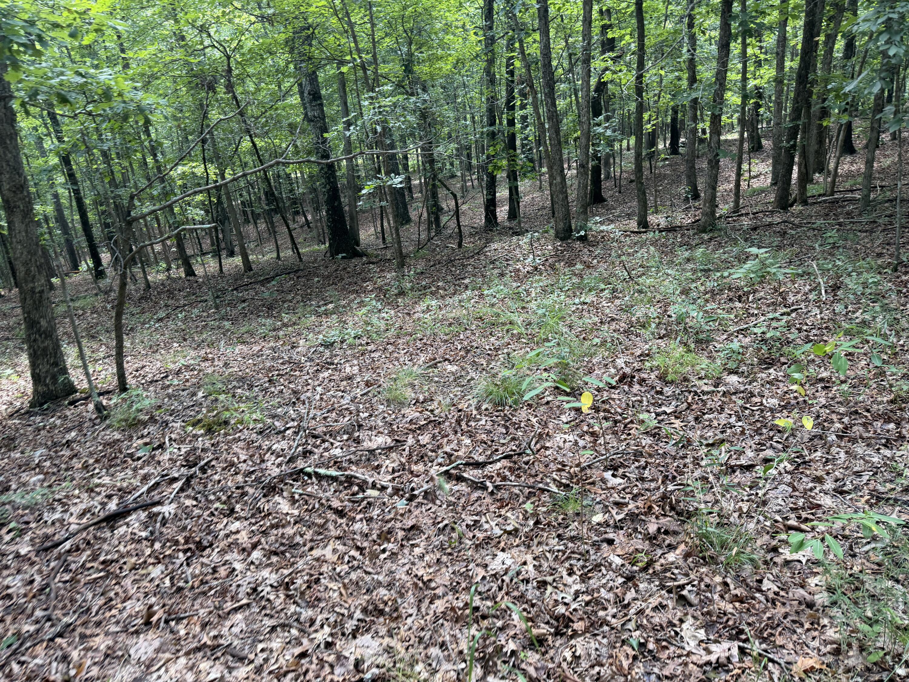Photo 9 - Land for sale – 000  Golden   Raymondville, MO