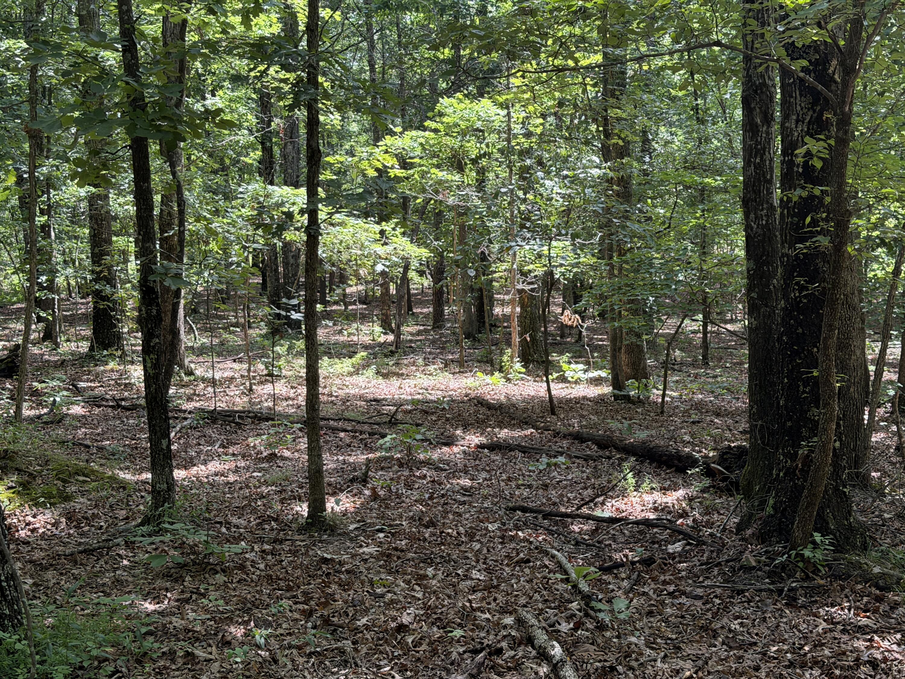 Photo 14 - Land for sale – 000  Golden   Raymondville, MO