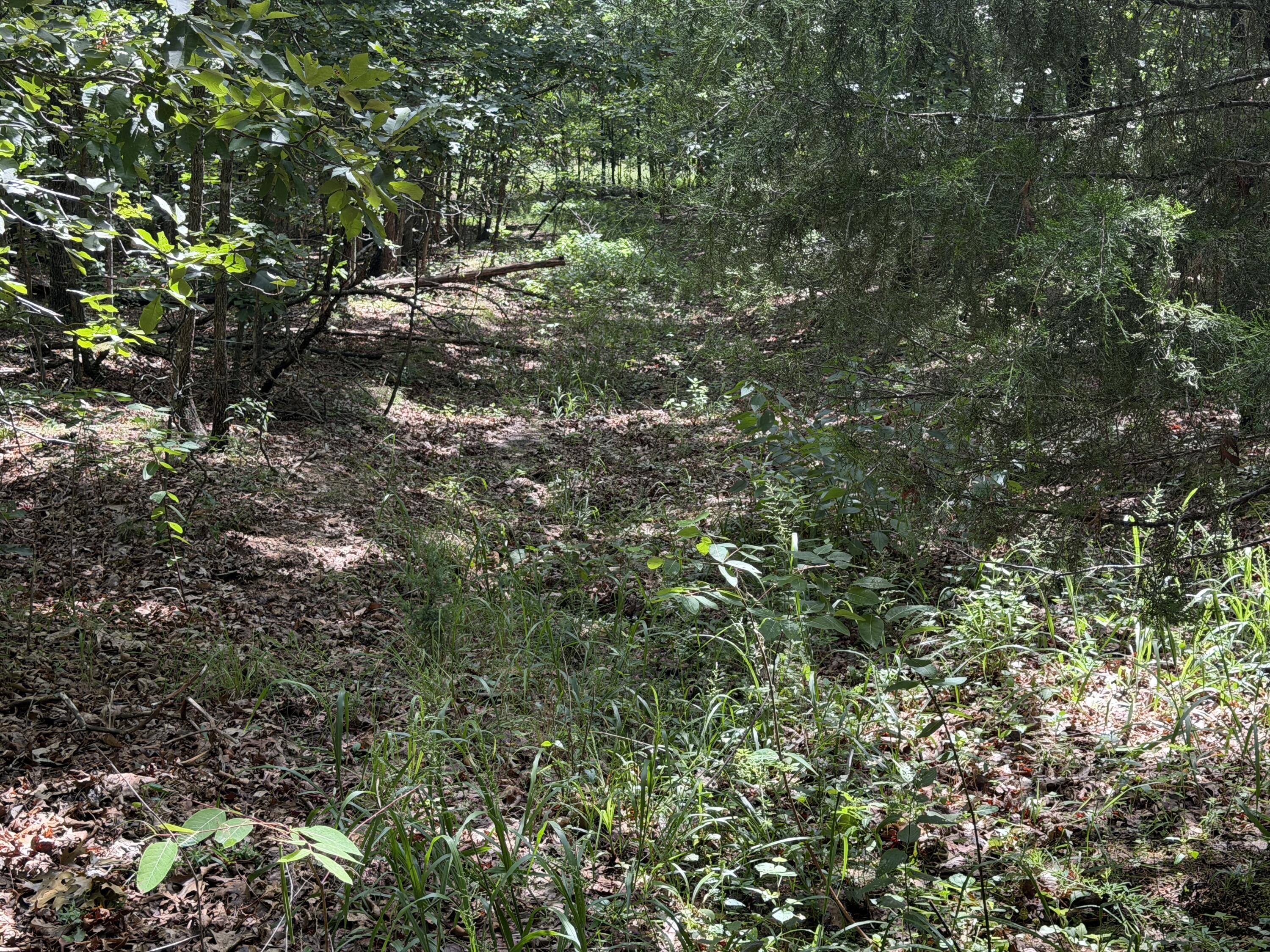 Photo 4 - Land for sale – 000  Golden   Raymondville, MO