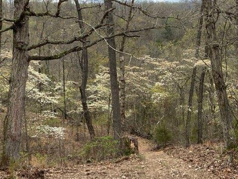 Photo 16 - Land for sale – Lot 13  Lookout Point   Bruner, MO