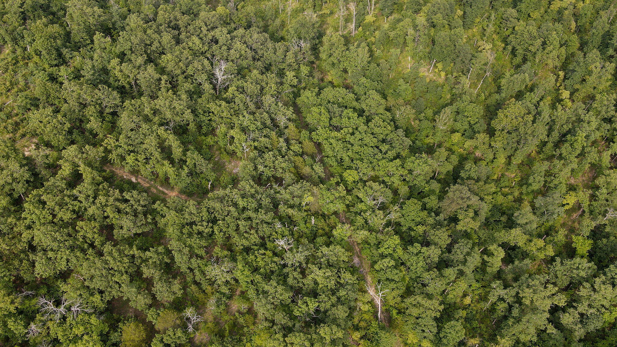 Photo 4 - Land for sale – Lot 13  Lookout Point   Bruner, MO
