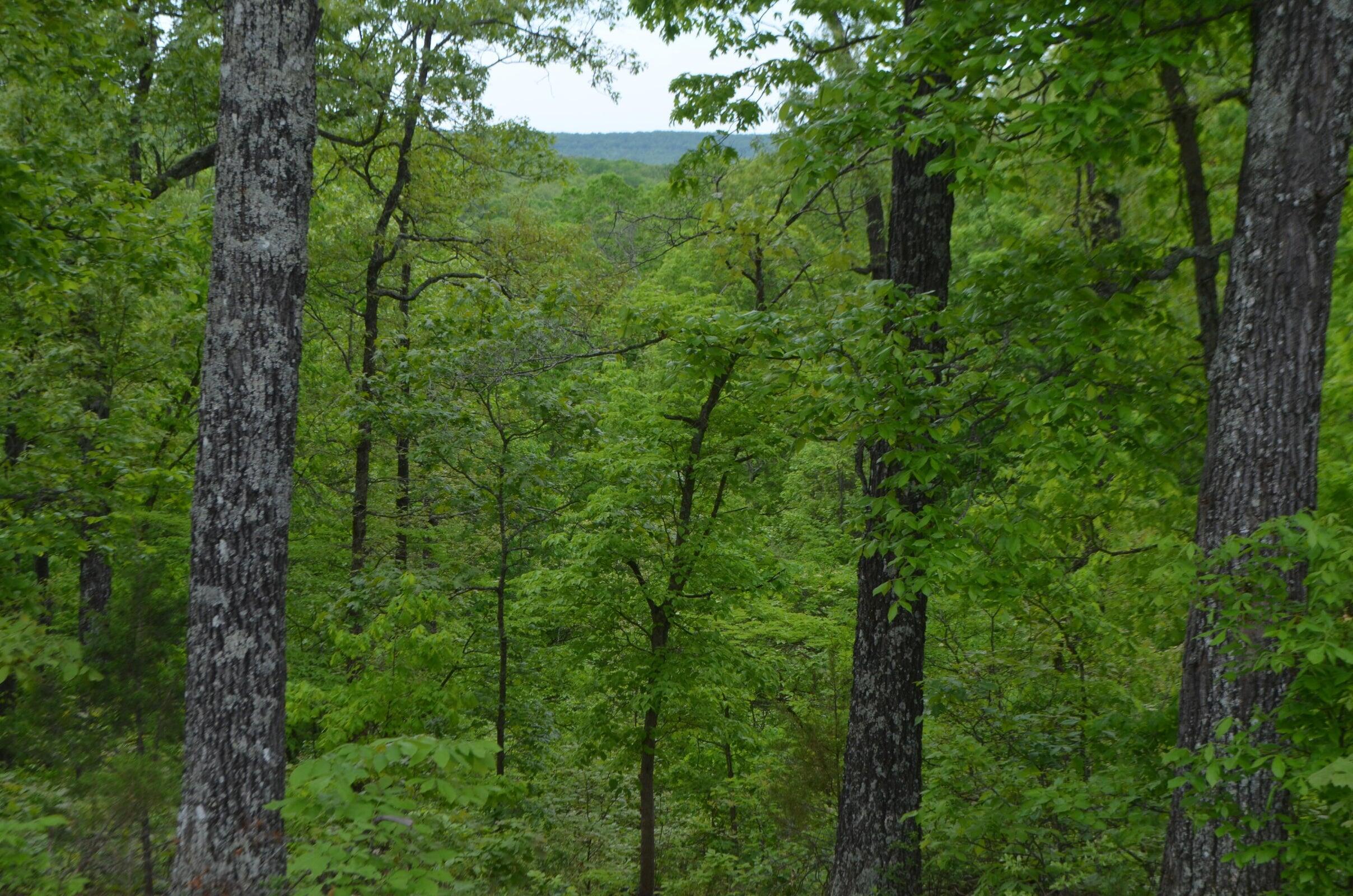 Photo 18 - Land for sale – Lot 13  Lookout Point   Bruner, MO