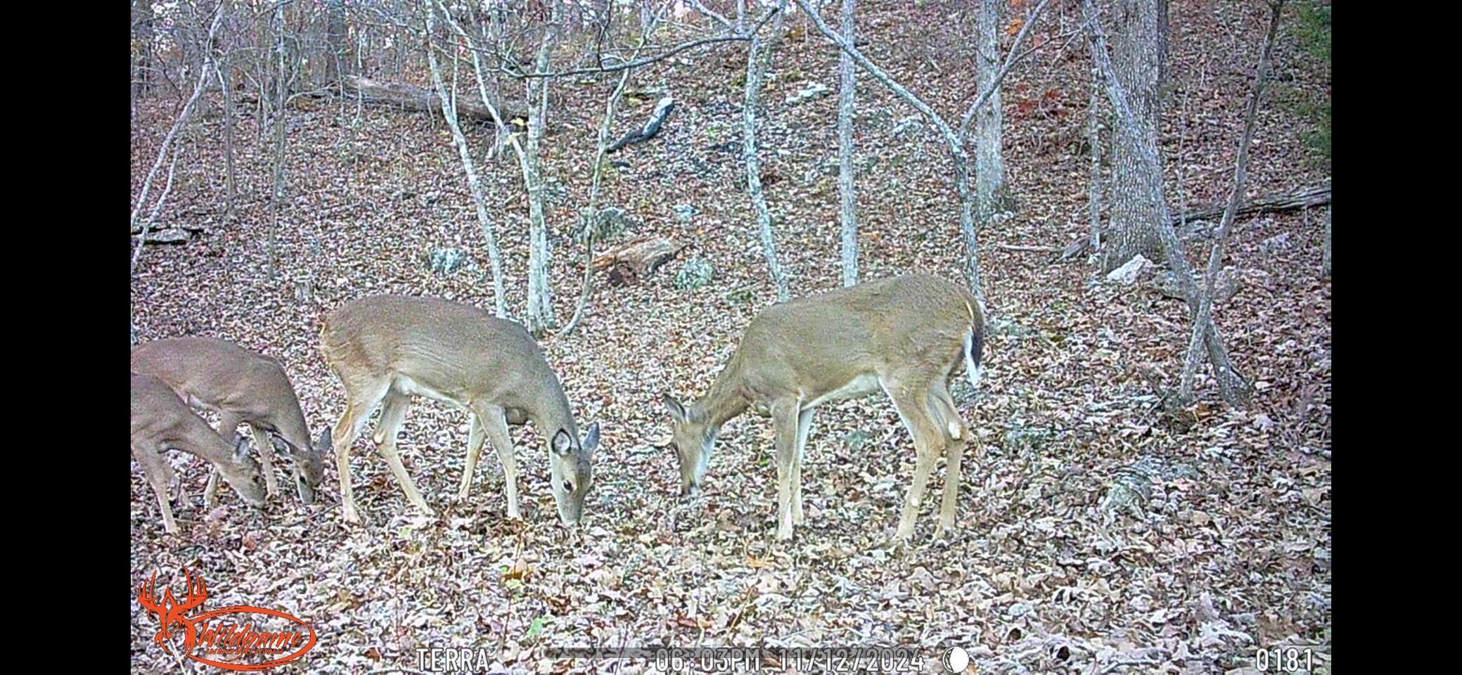 Photo 2 - Land for sale – Lot 13  Lookout Point   Bruner, MO