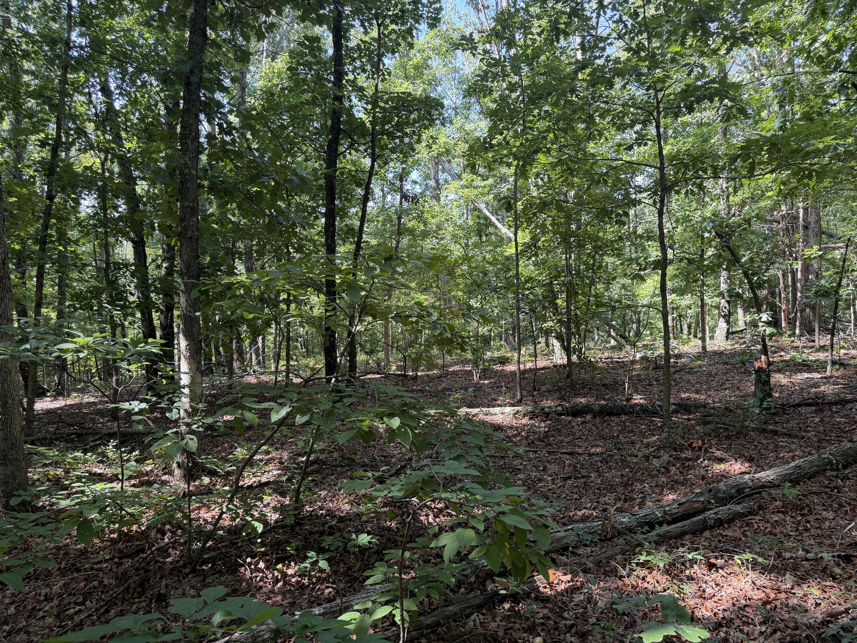 Photo 5 - Land for sale – 000  Golden Trail  Raymondville, MO