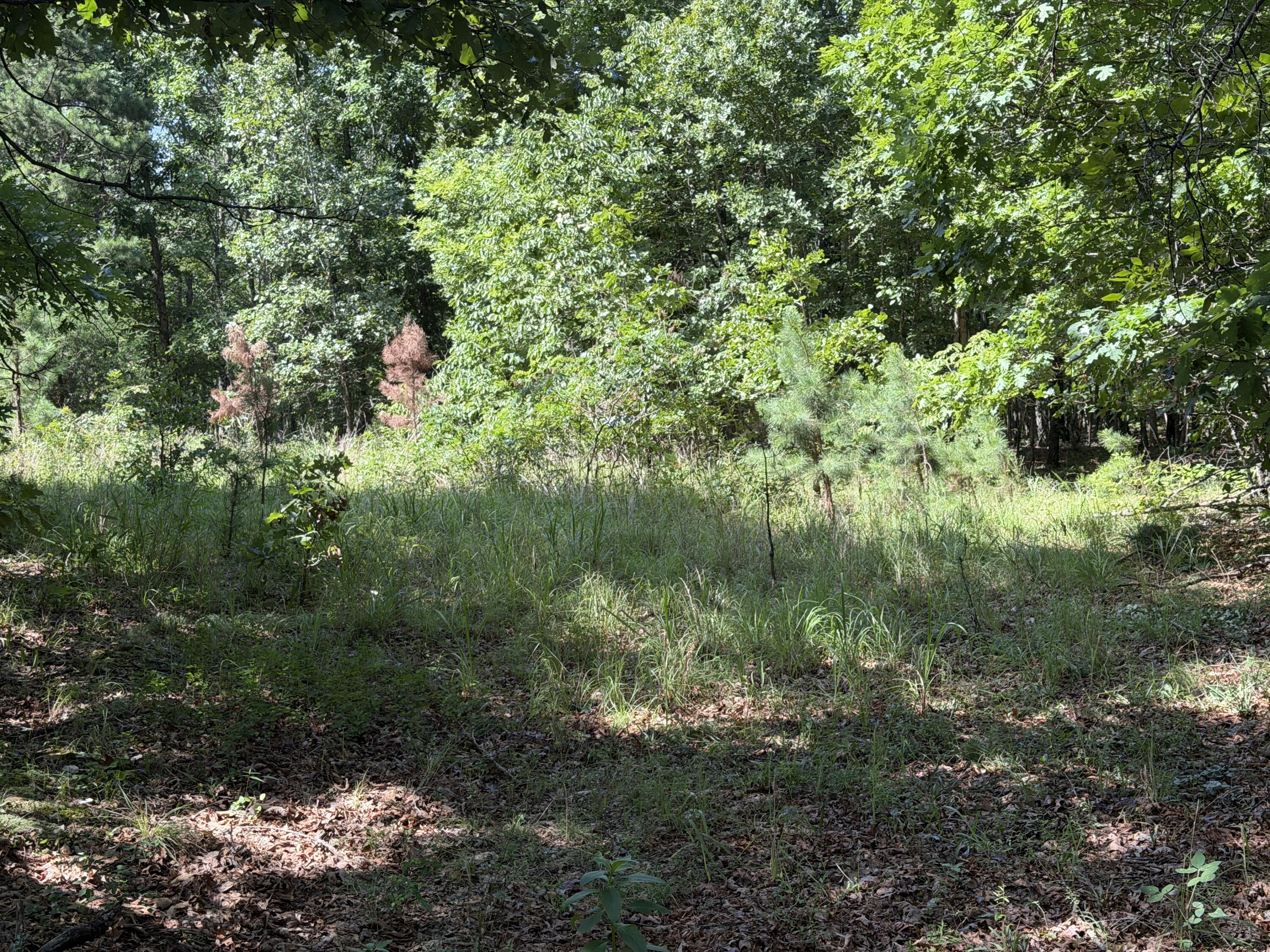 Photo 10 - Land for sale – 000  Golden Trail  Raymondville, MO