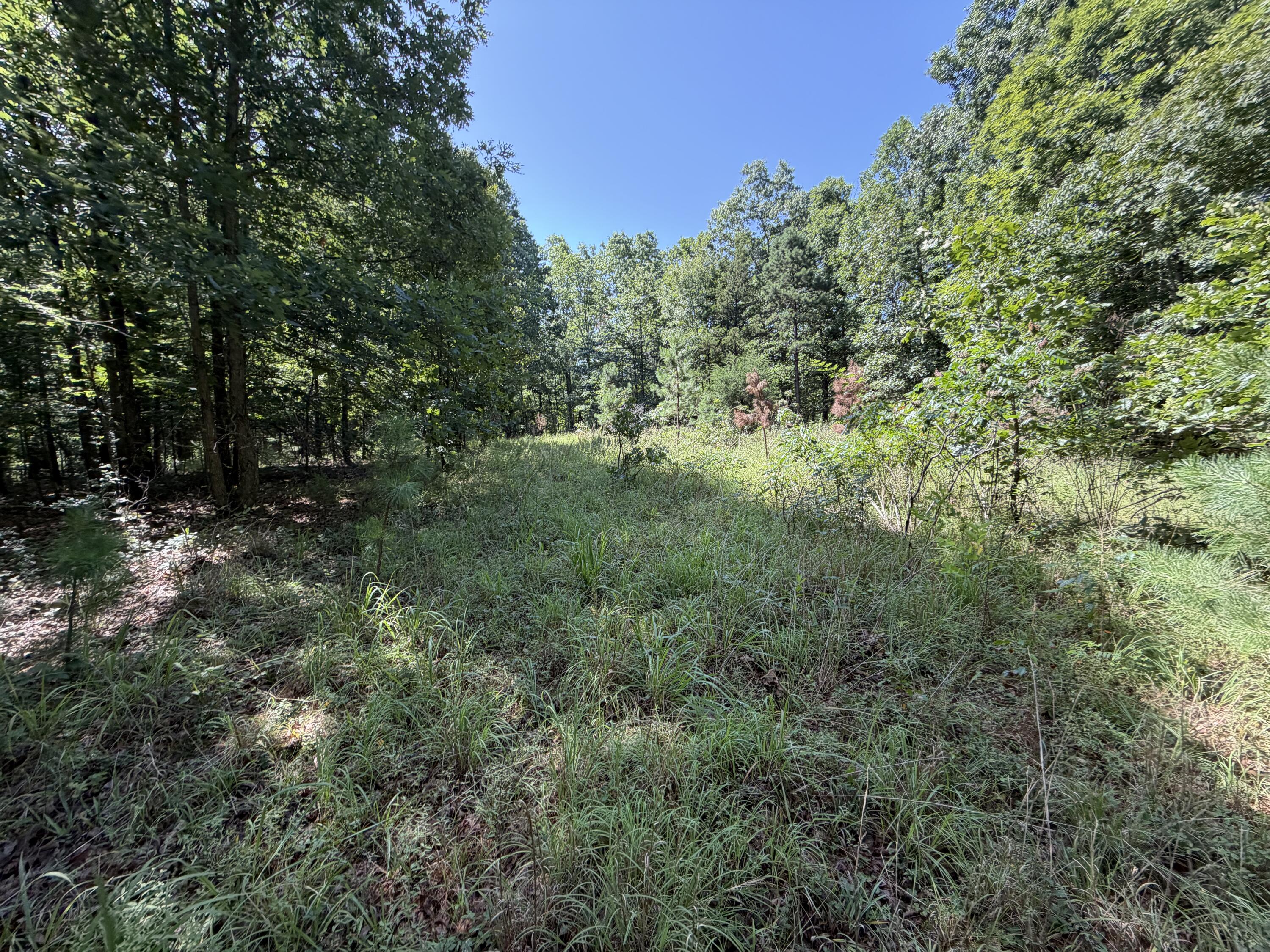 Photo 16 - Land for sale – 000  Golden Trail  Raymondville, MO