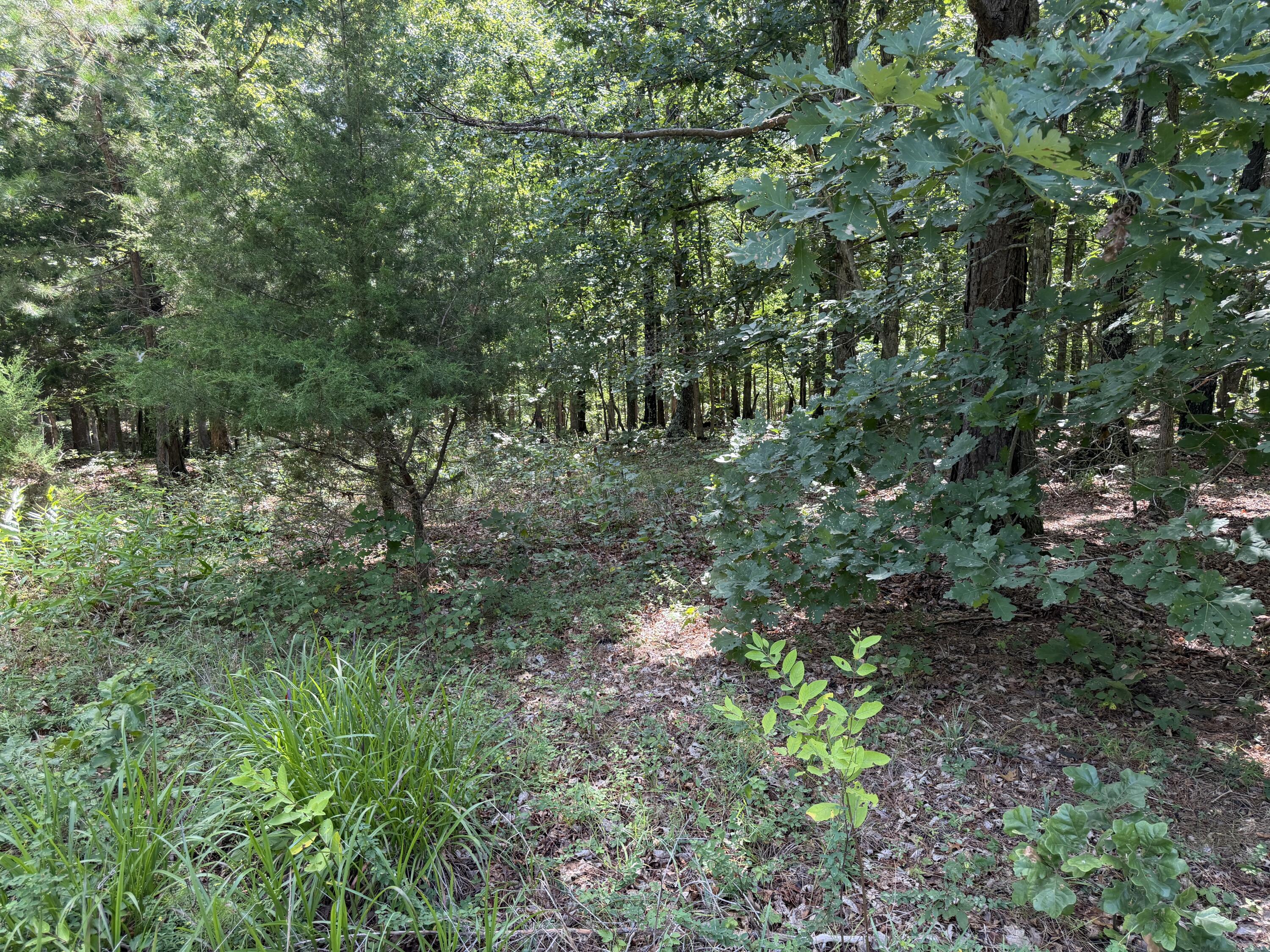 Photo 8 - Land for sale – 000  Golden Trail  Raymondville, MO