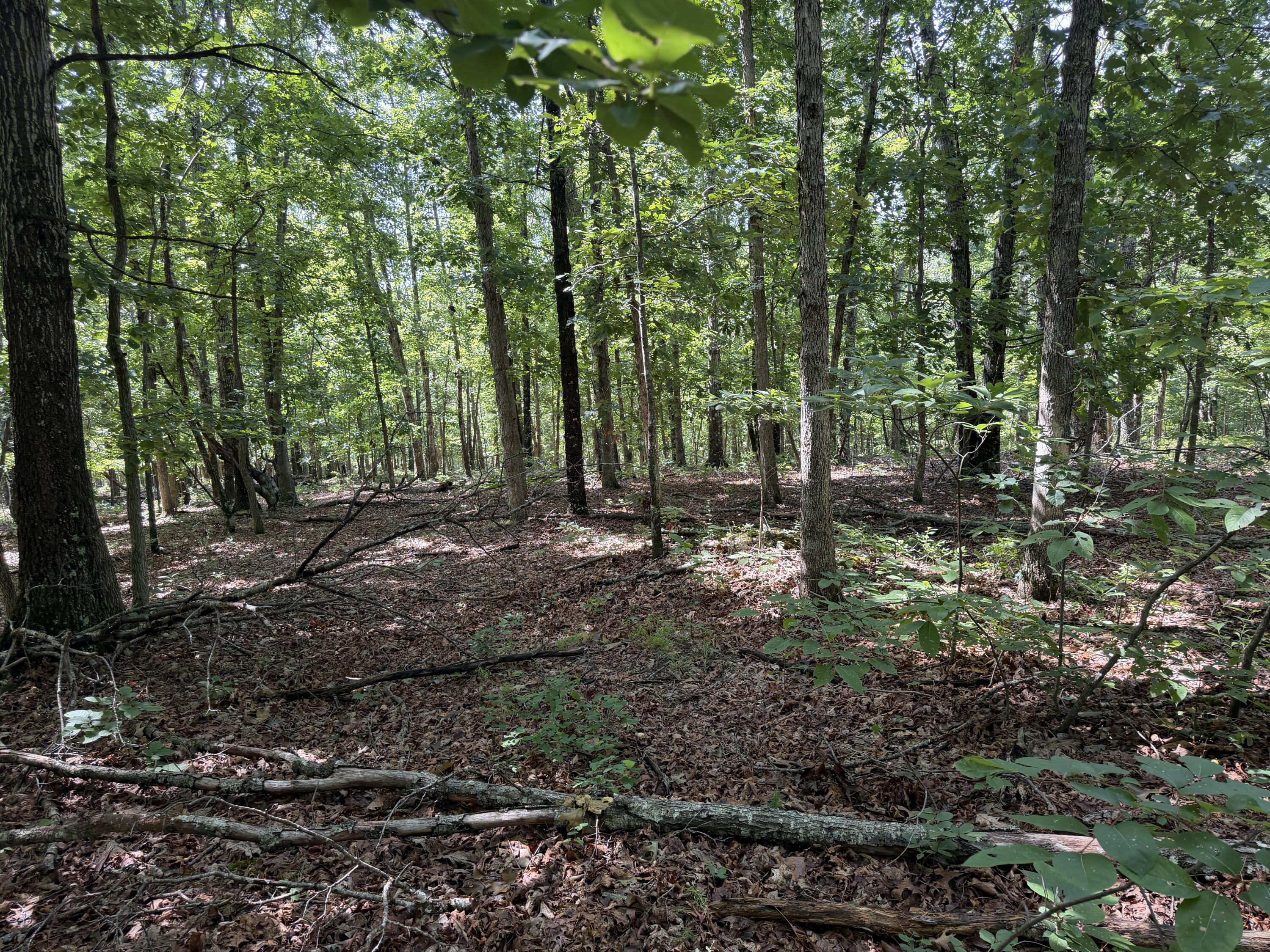 Photo 9 - Land for sale – 000  Golden Trail  Raymondville, MO