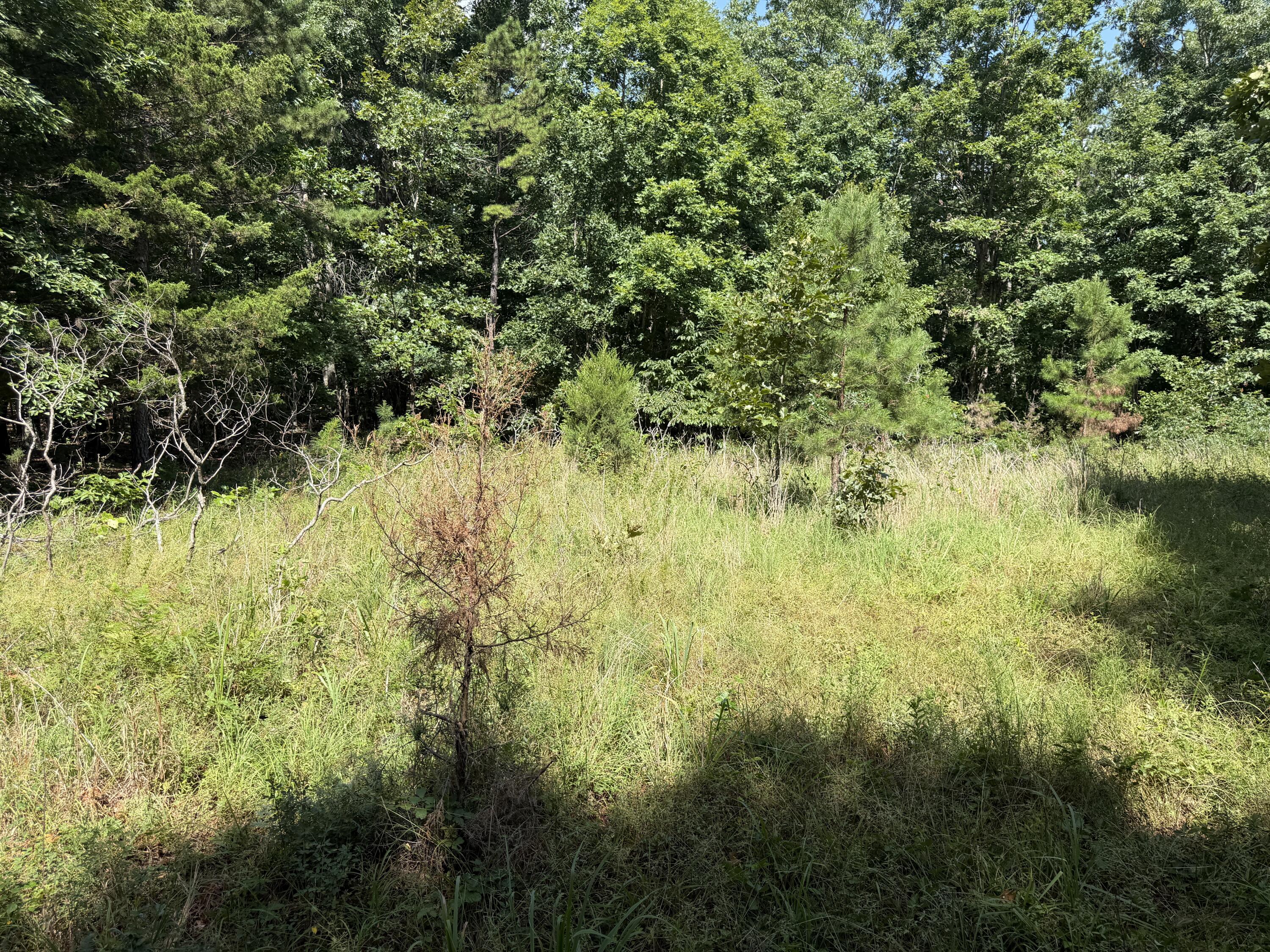 Photo 3 - Land for sale – 000  Golden Trail  Raymondville, MO