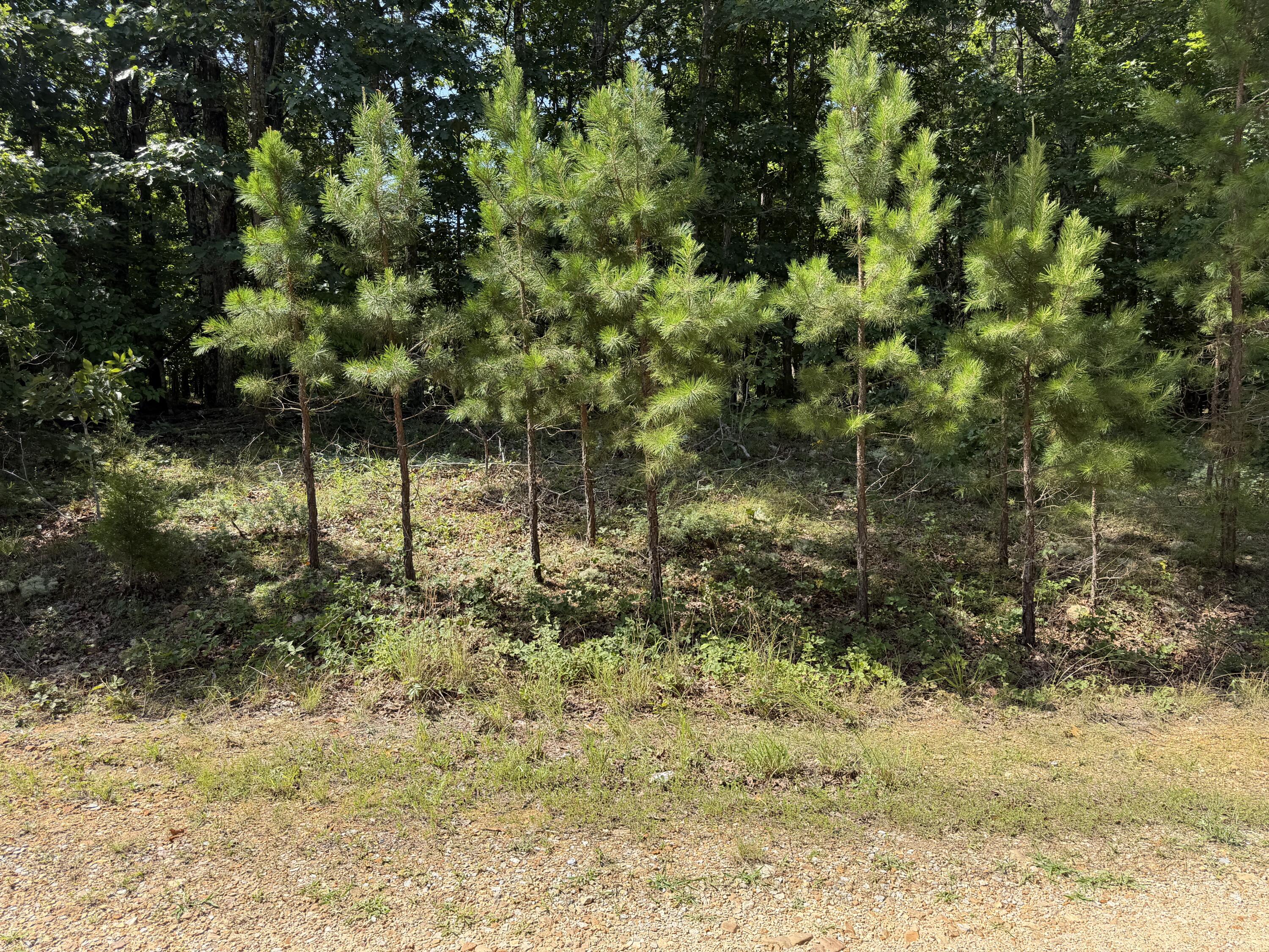 Photo 7 - Land for sale – 000  Golden Trail  Raymondville, MO