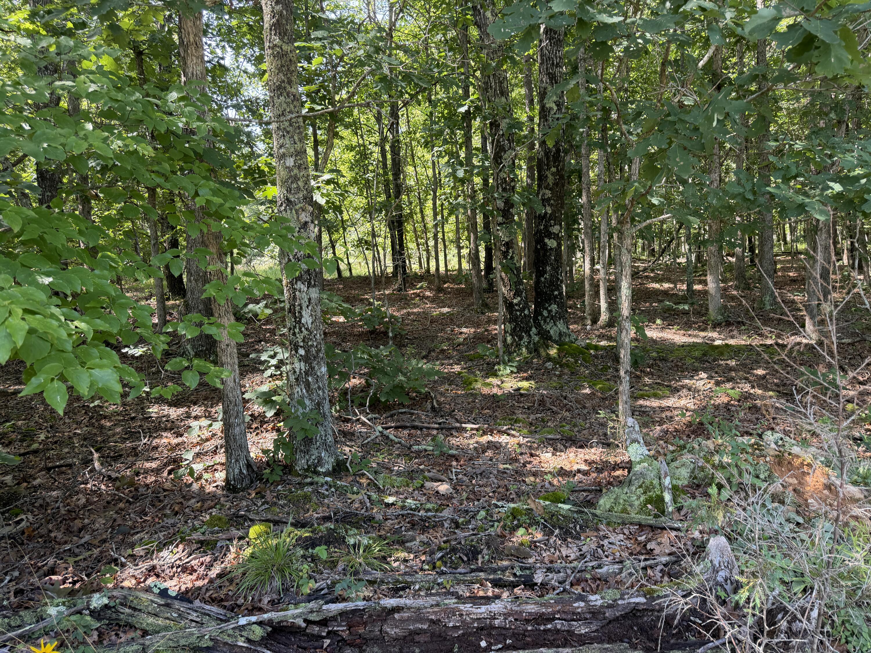 Photo 12 - Land for sale – 000  Golden Trail  Raymondville, MO