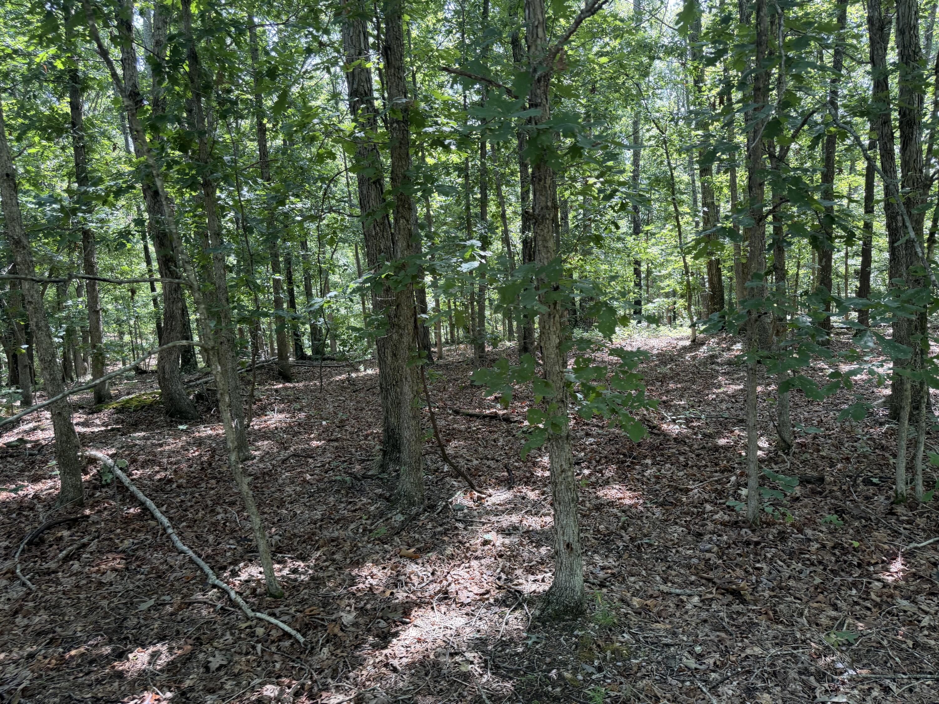 Photo 14 - Land for sale – 000  Golden Trail  Raymondville, MO