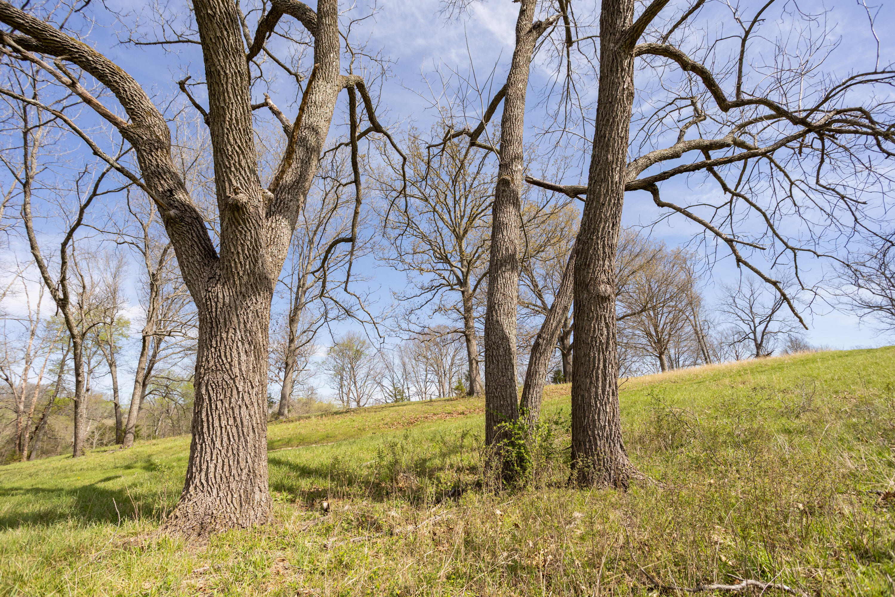 Photo 79 - Farm for sale – 9795  Co Rd W 76-506 Road  Ava, MO